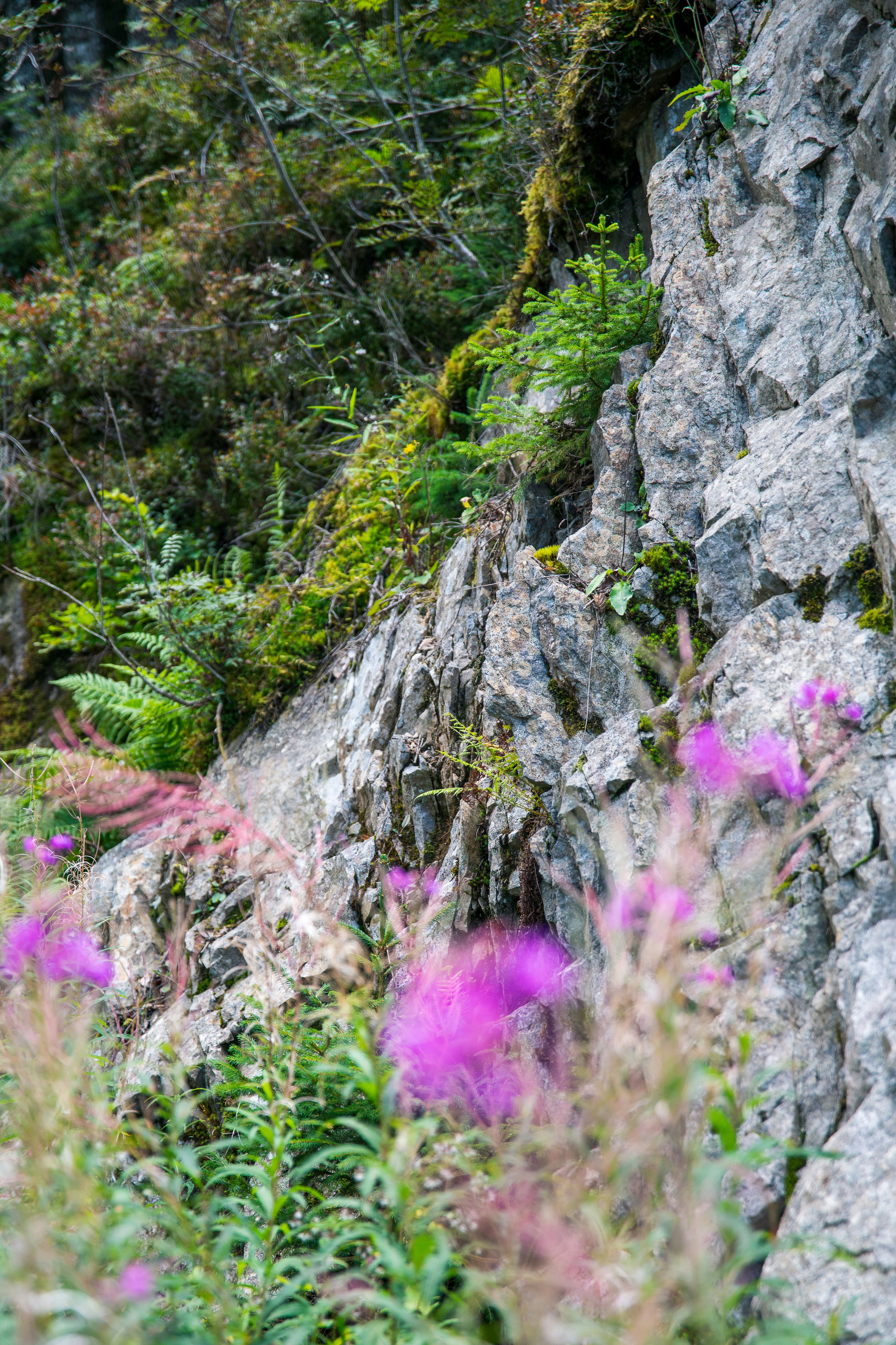 7 Ecosystems That Thrive Around the World’s Largest Mountains