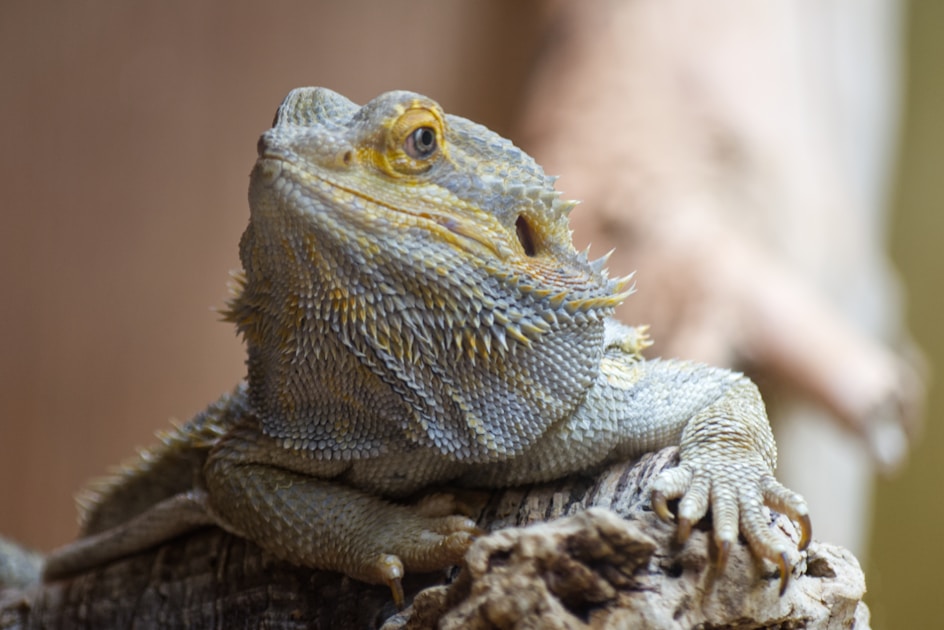 Bartagame temperatur beleuchtung terrarium — step-by-step visual example
