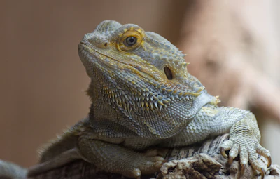 A close-up of a bearded dragon lizard.