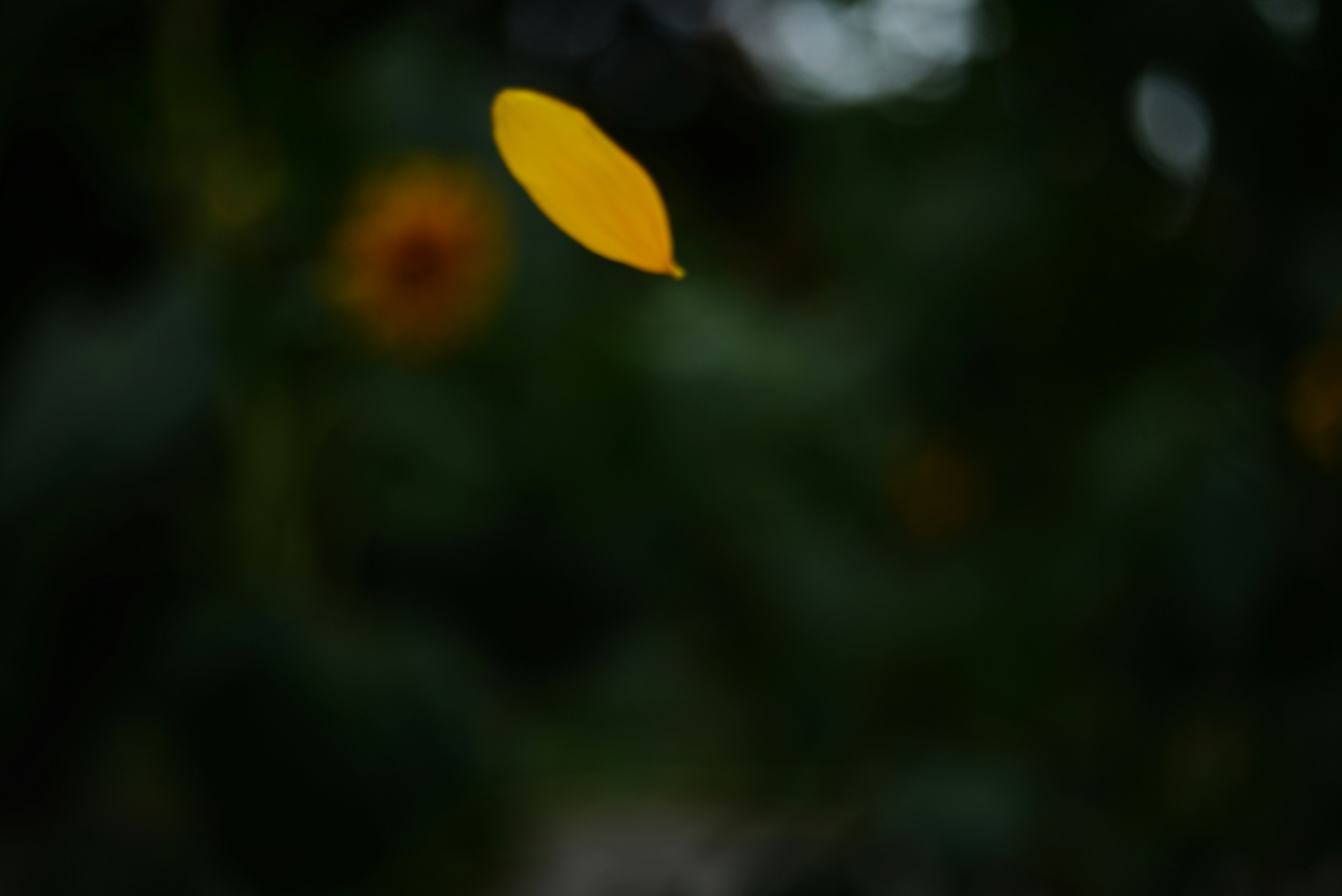 The Yellow Butterfly