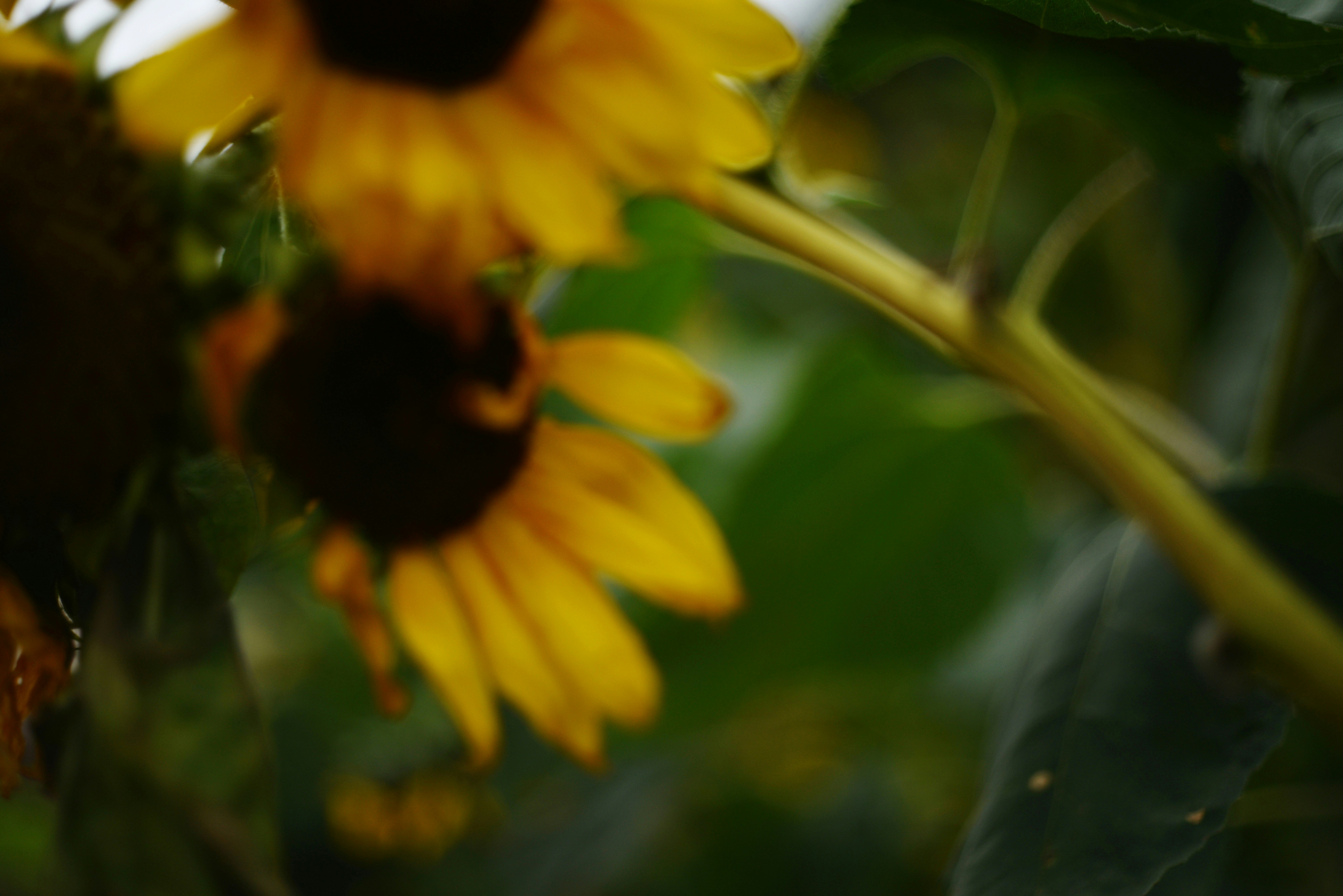 Photo by cherstve_pechivo