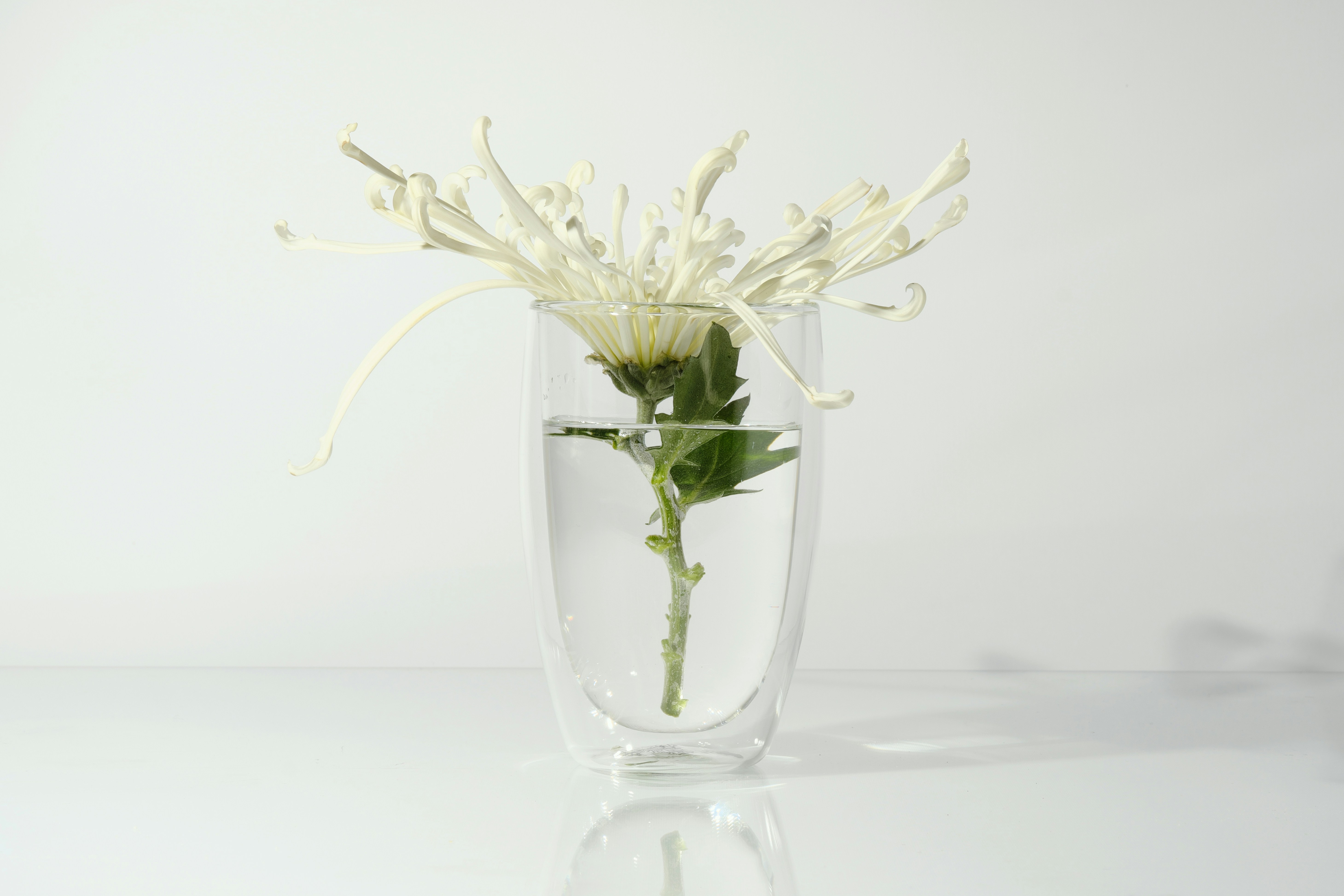 White chrysanthemum arrangement