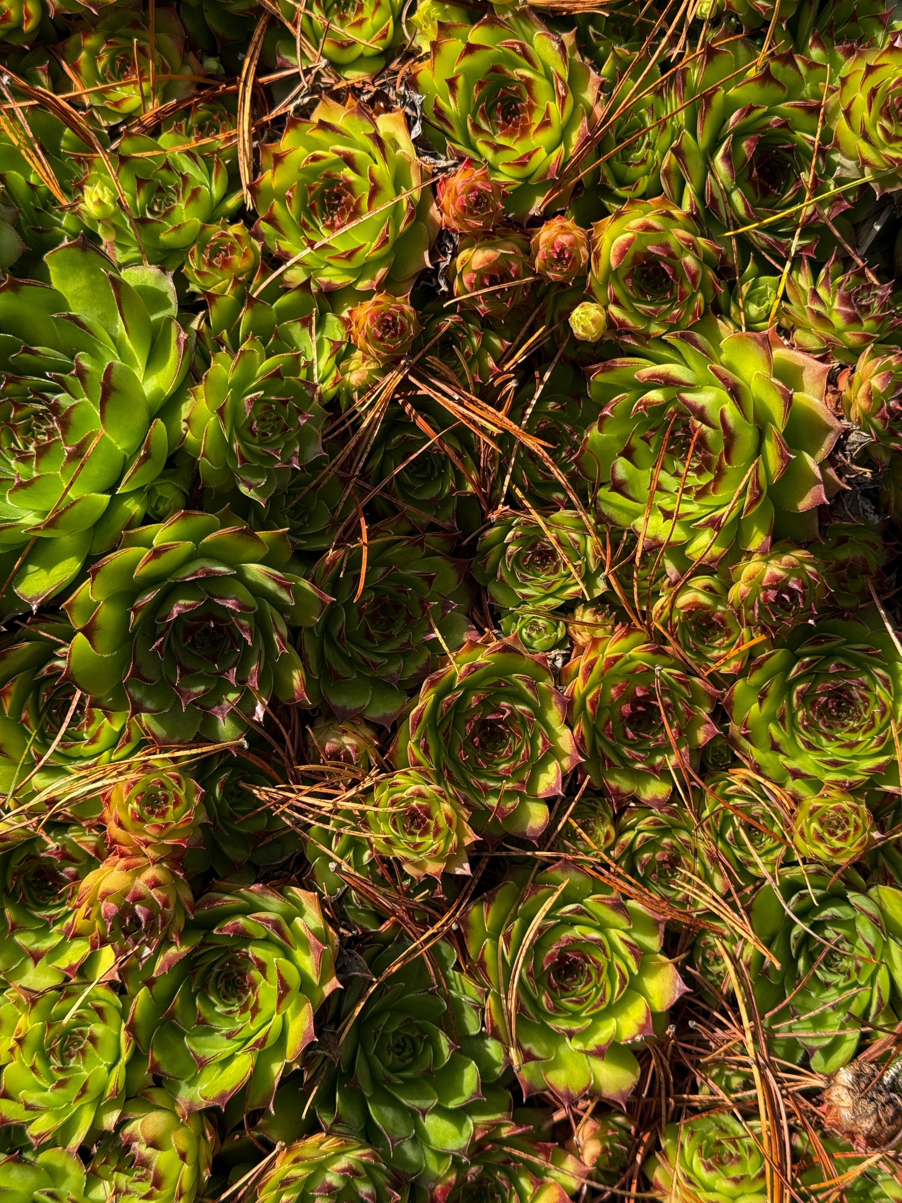 Hens and chicks succulents with pine needles