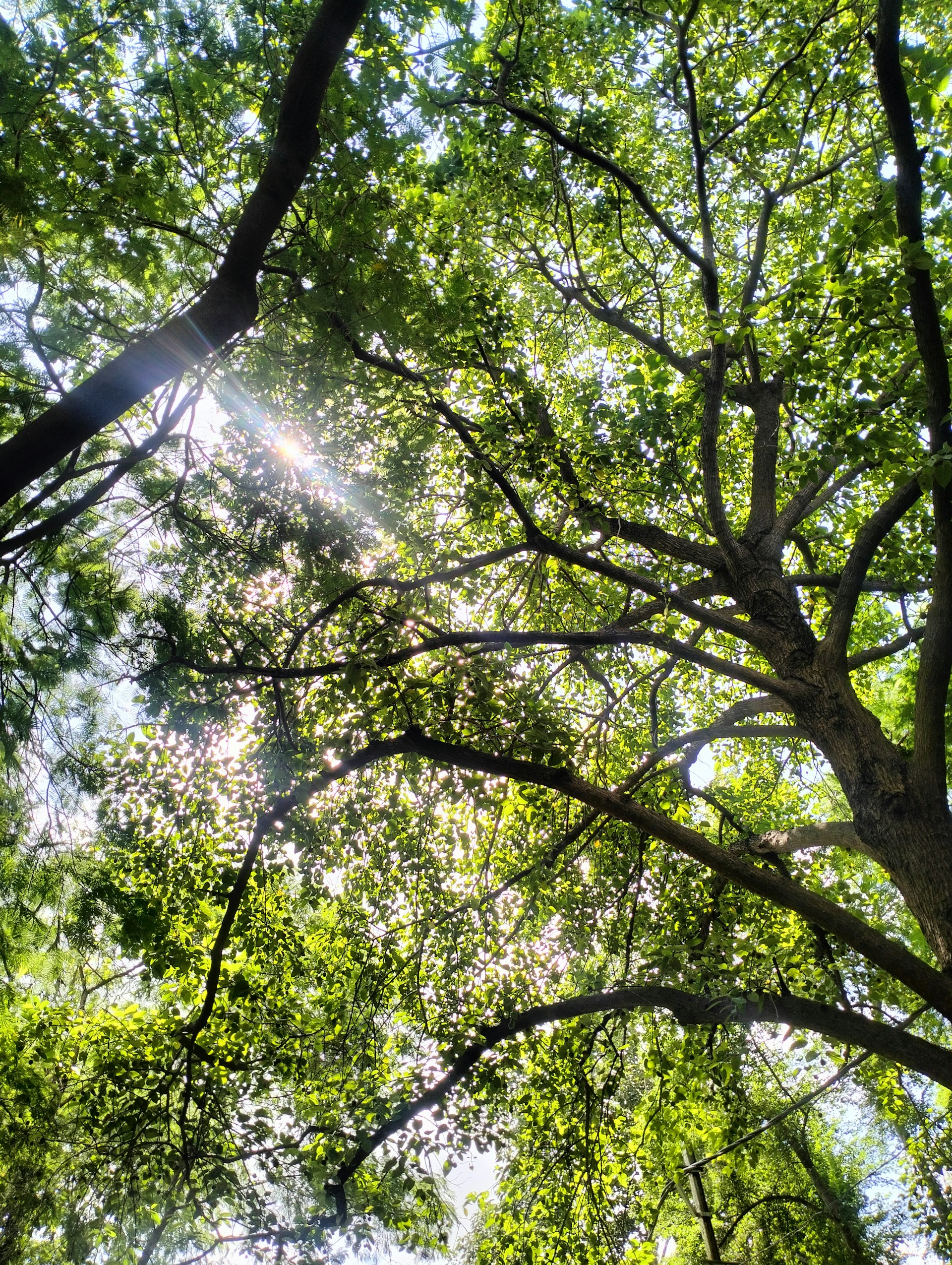 Sunlight filters through lush green tree canopy.