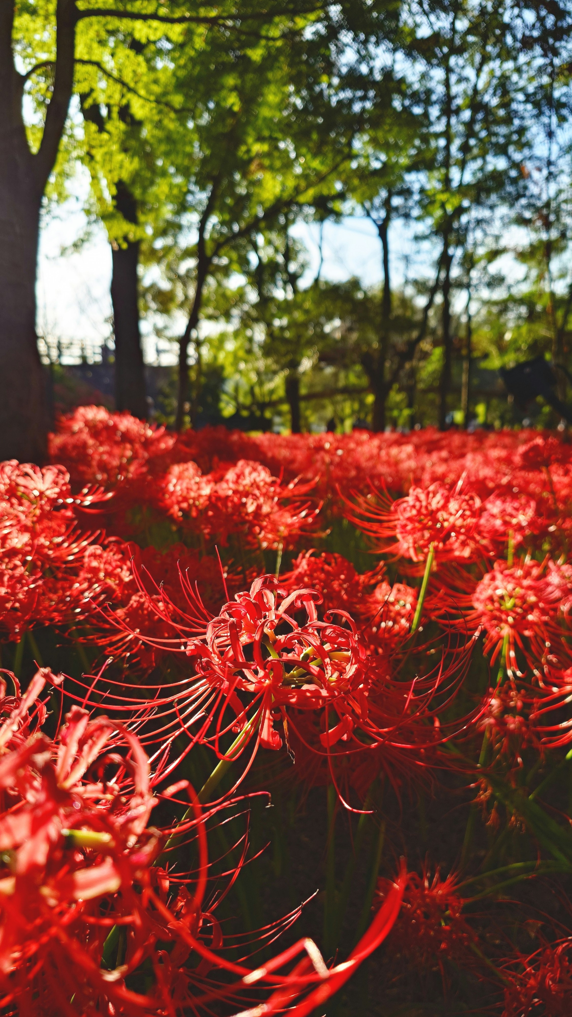 Field of vibrant red spider lilies under trees