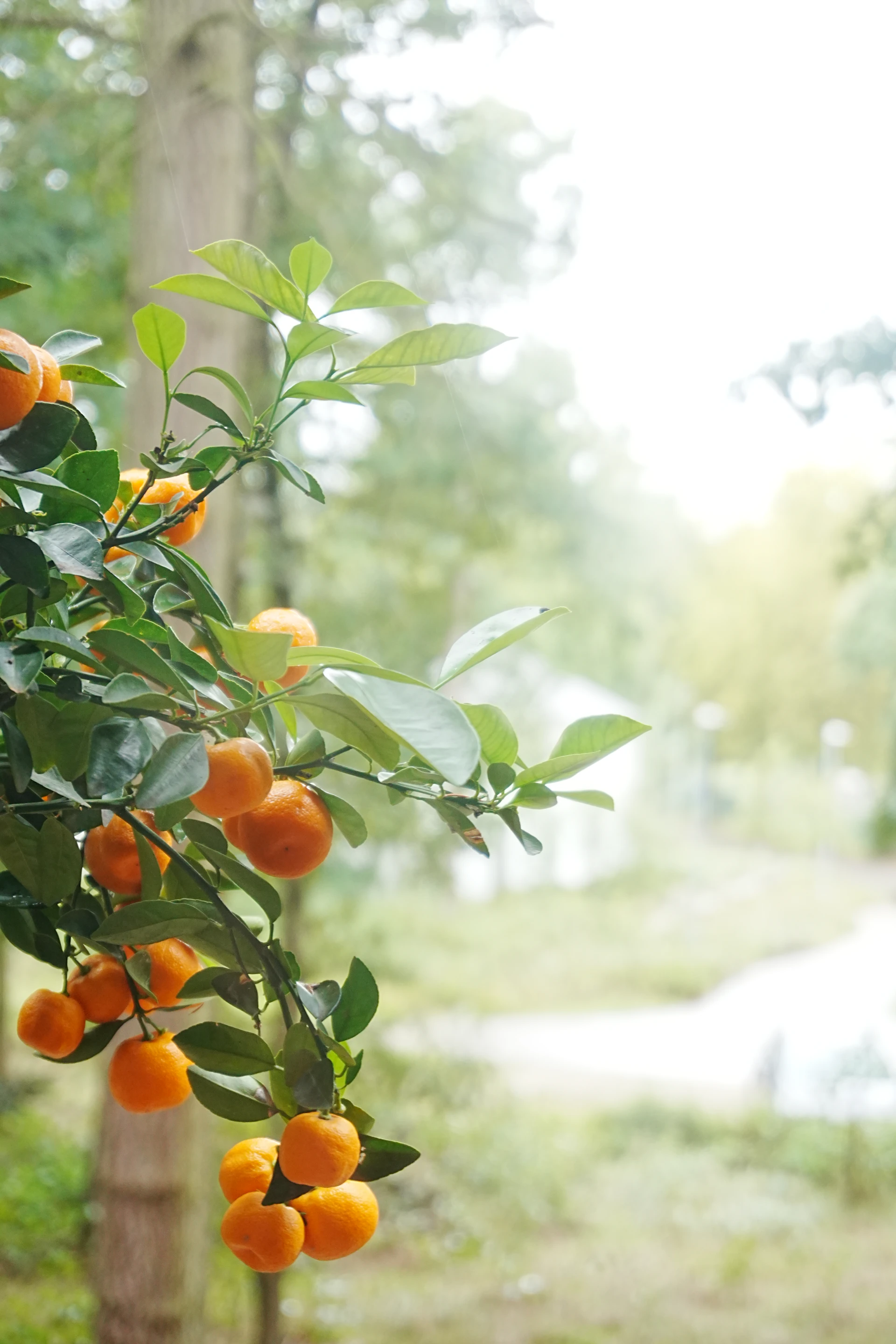 Tangerines growing on a leafy branch outdoors