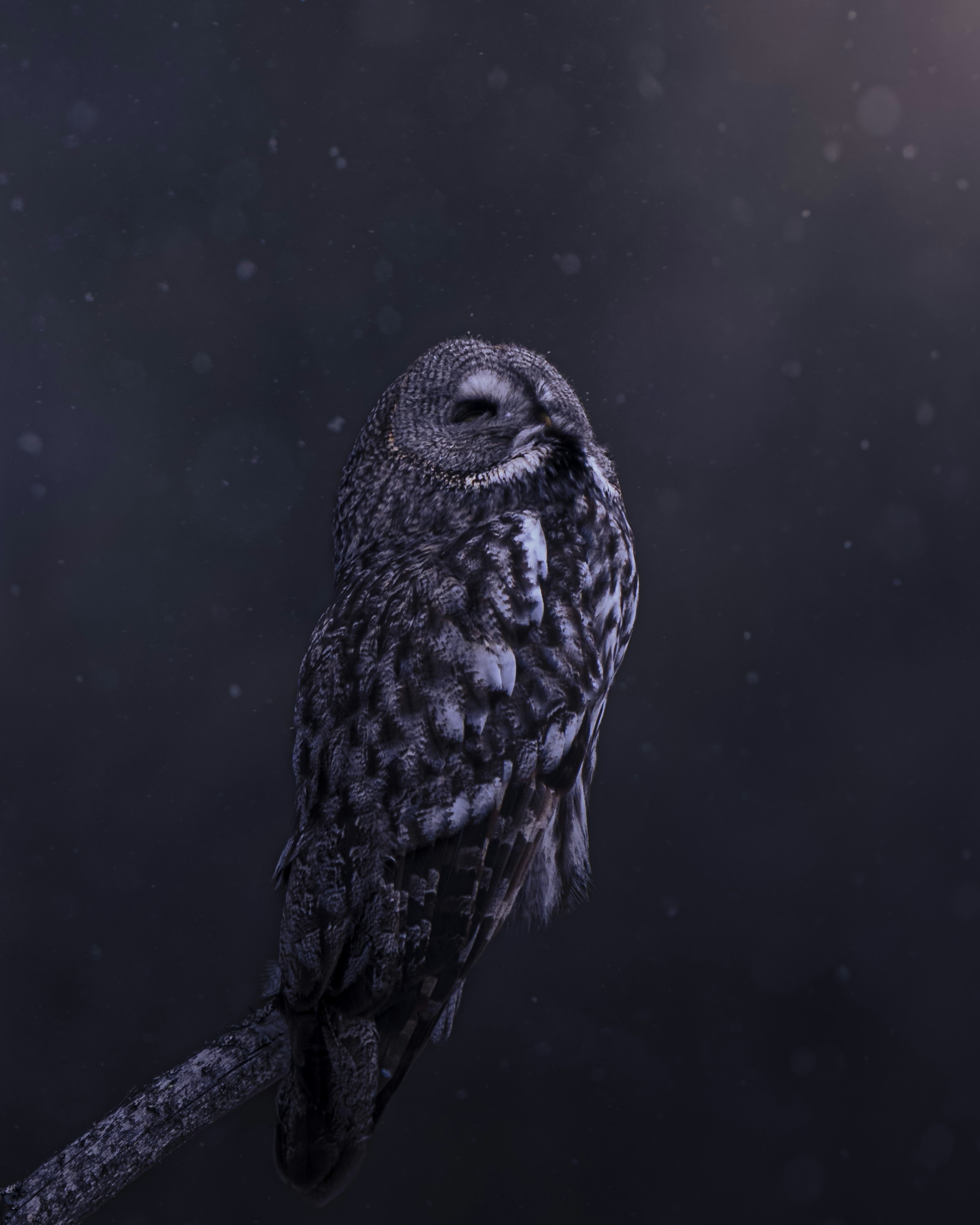 Great grey owl perched on a branch at night.