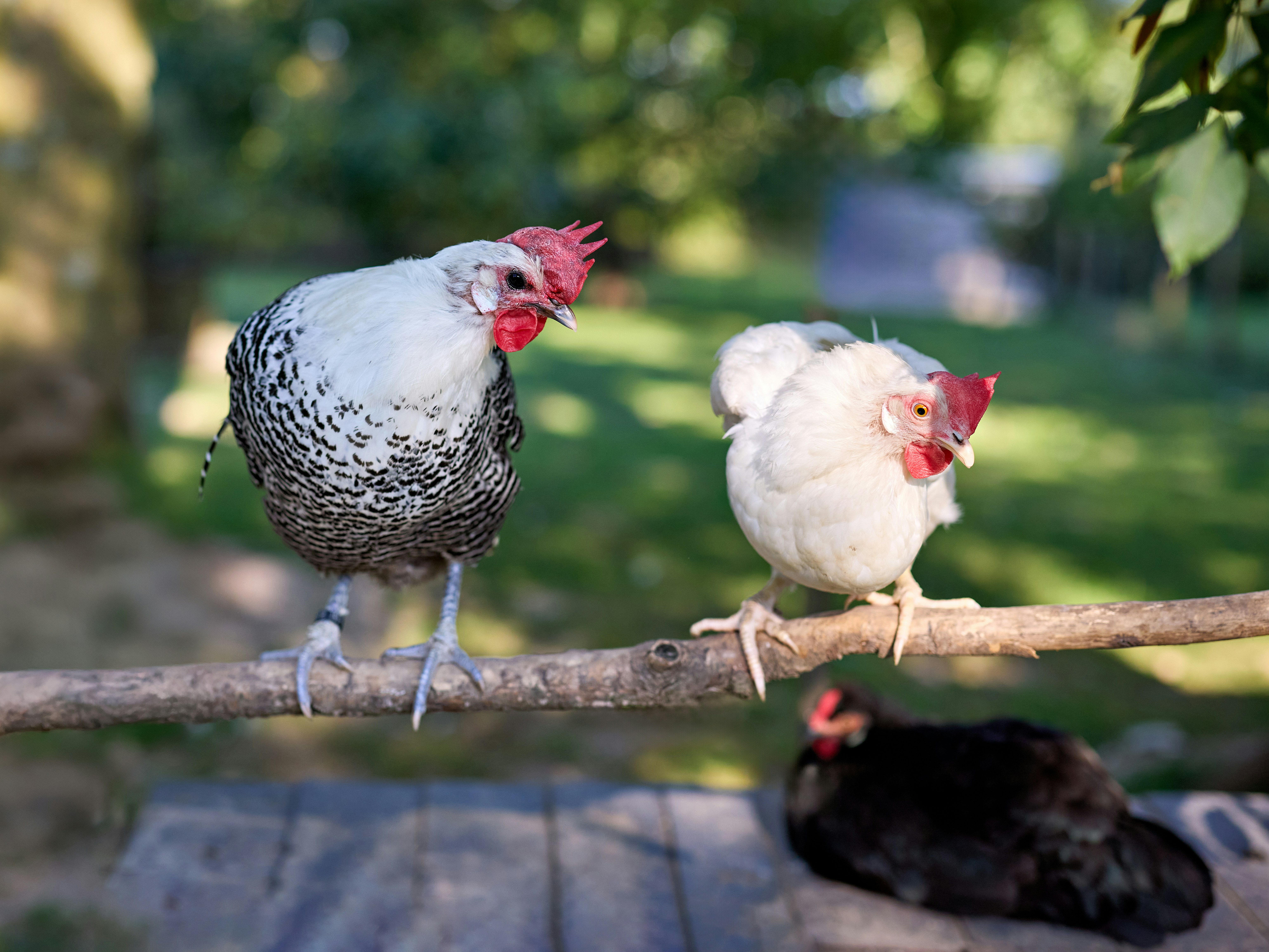 Three chickens perched on a wooden branch outdoors.