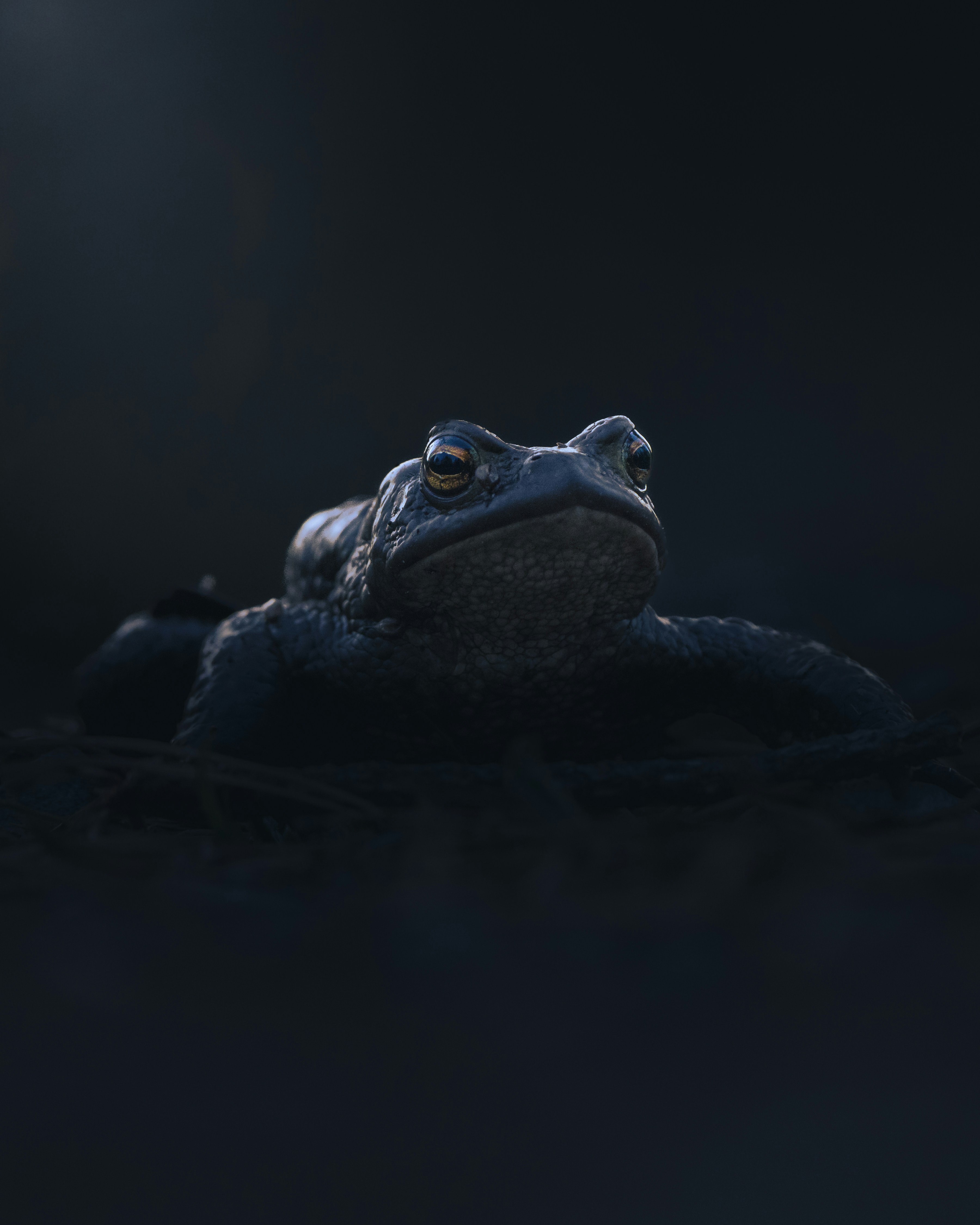 A dark, moody close-up of a frog in water.