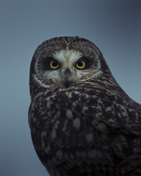 A close-up of a short-eared owl with yellow eyes.