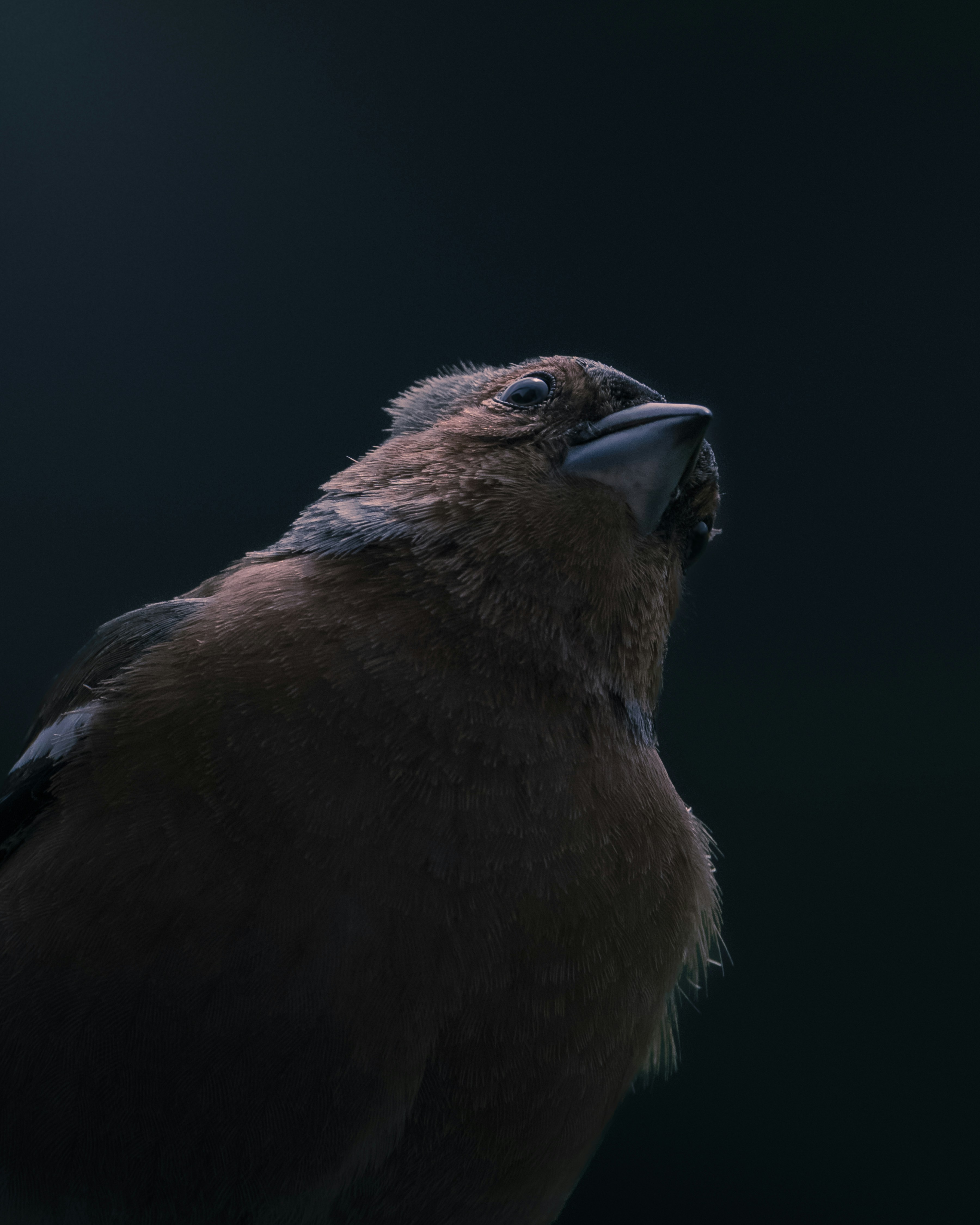 A close-up of a brown bird looking upwards.