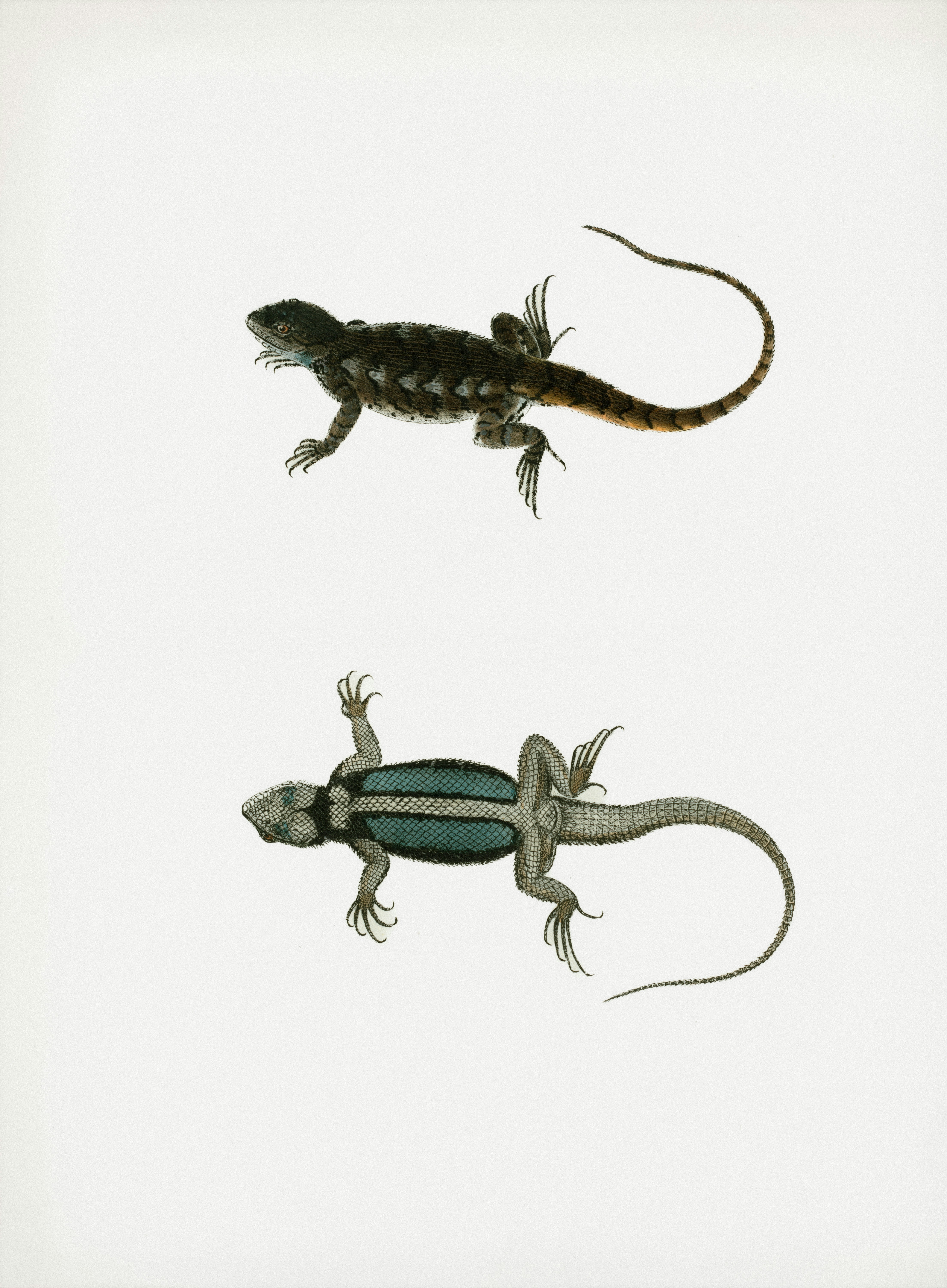 Two detailed illustrations of lizards on white background photo – Free ...