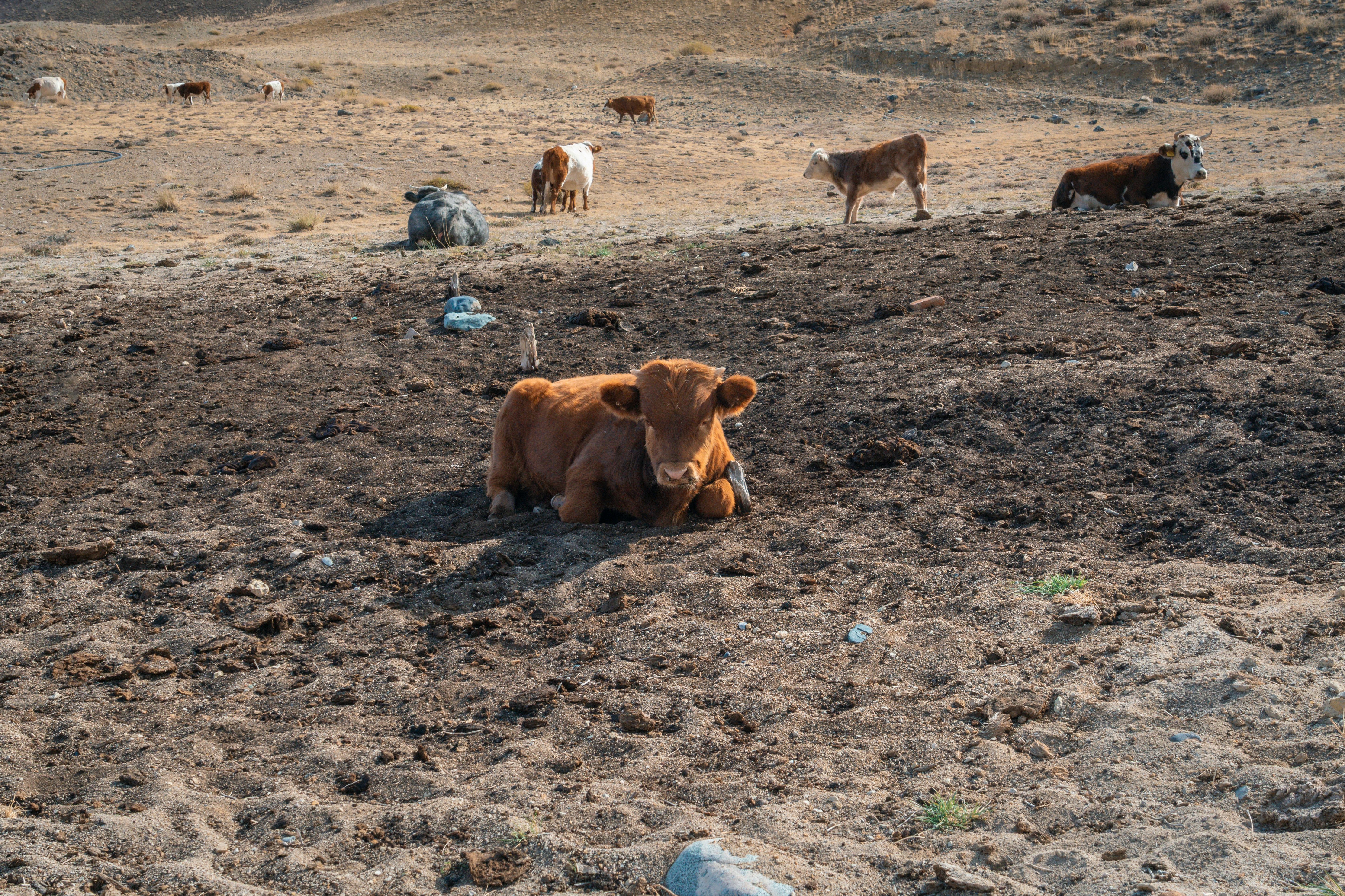 Cows resting in a dry, dusty field.