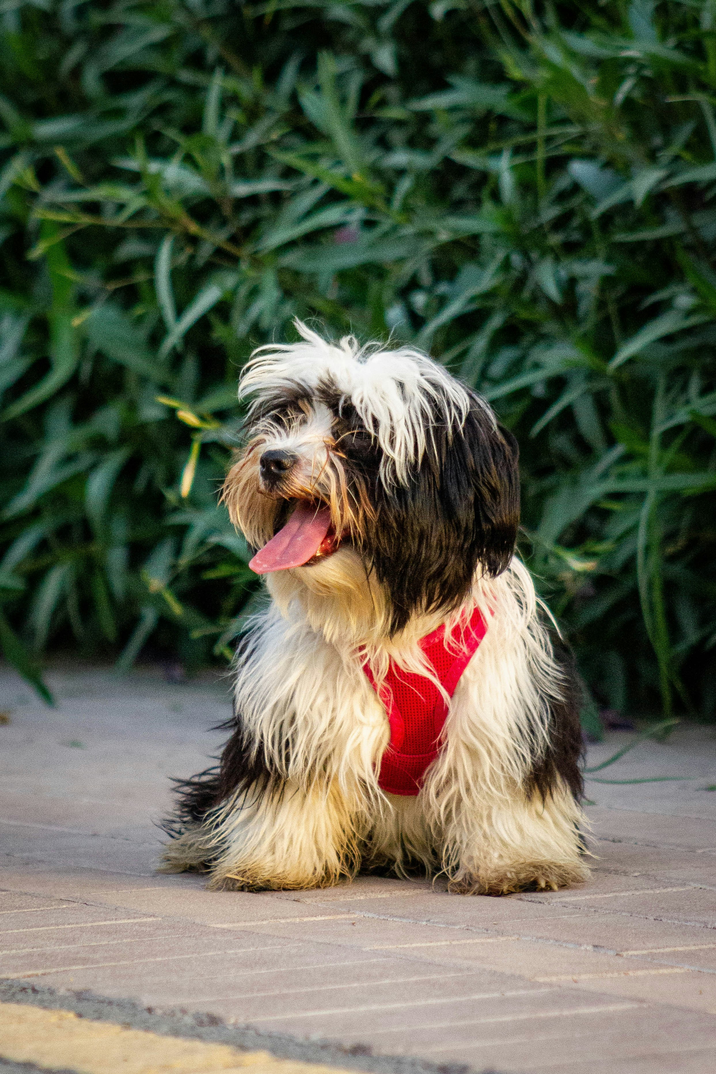 A small shaggy dog wearing a red harness sits outdoors.