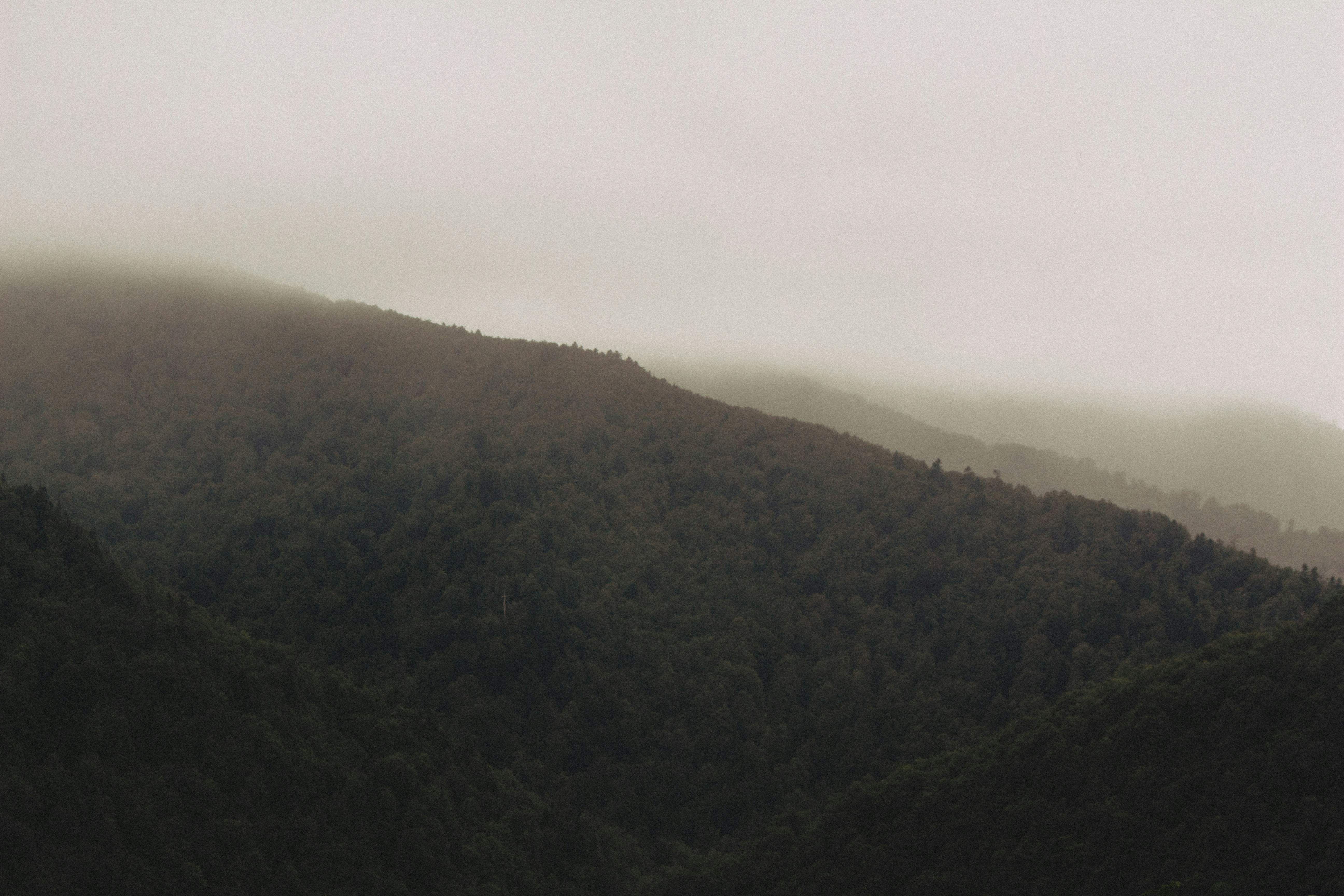 Misty forest hills shrouded in fog
