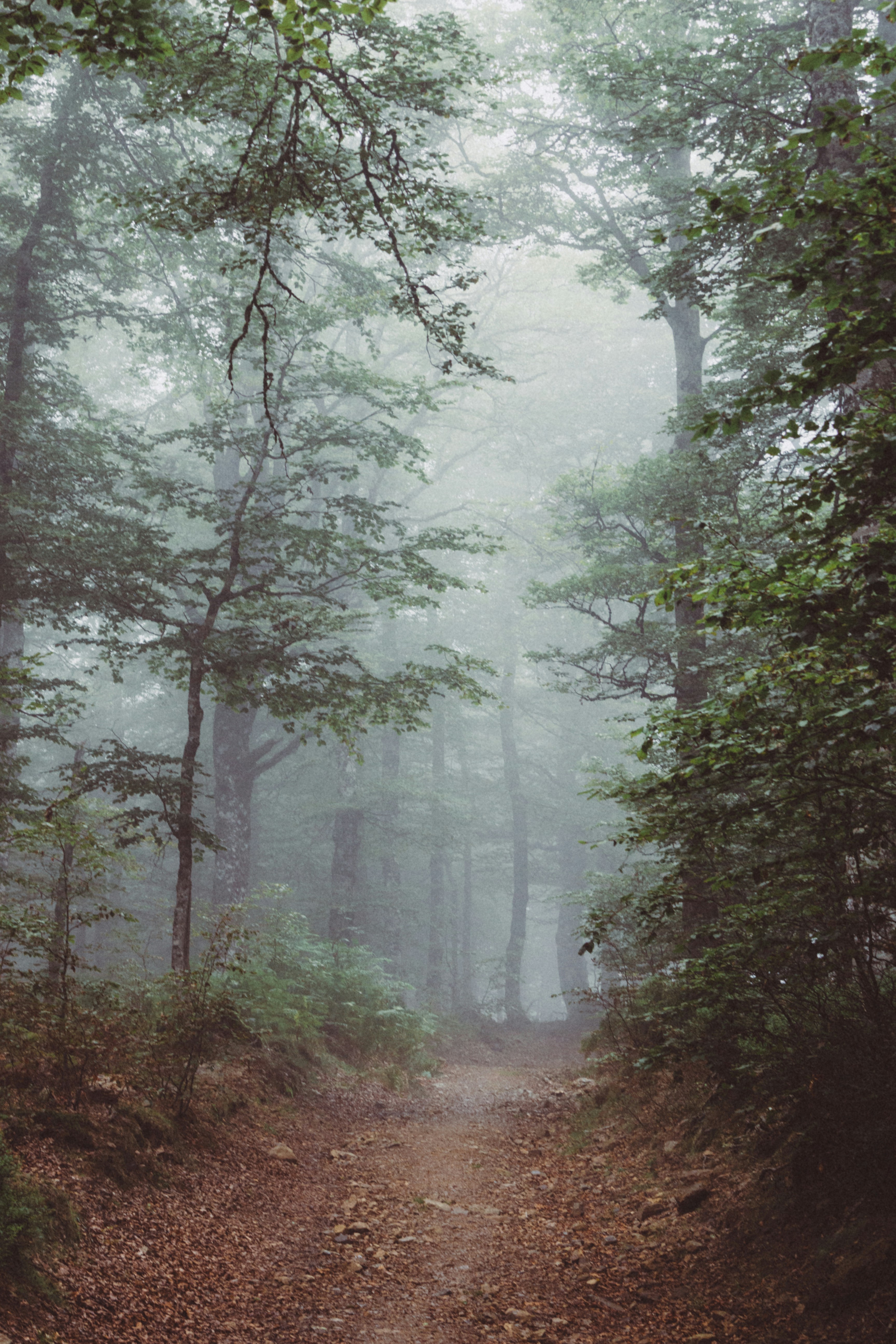 A foggy forest path with tall trees and green foliage