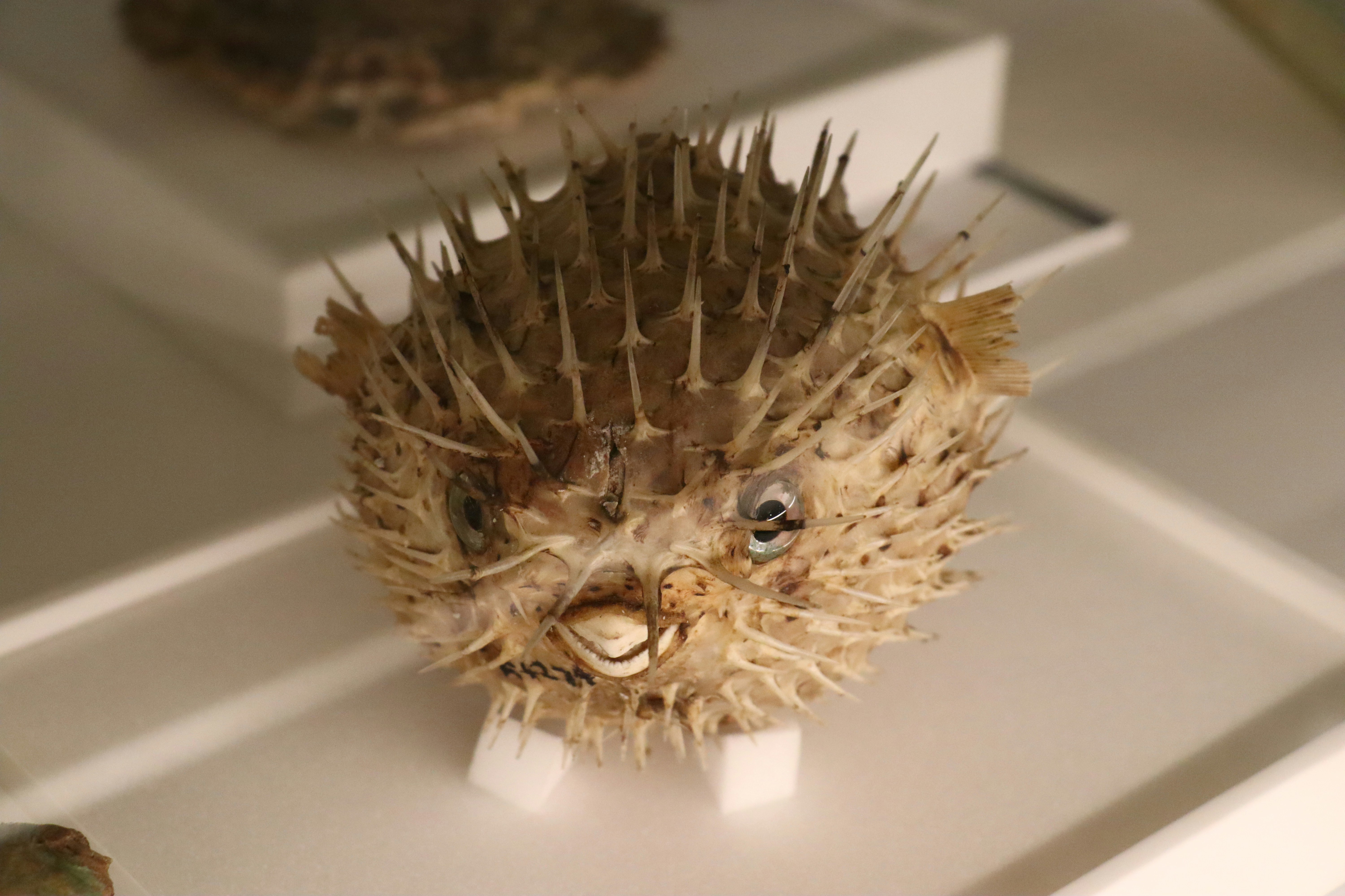 Dried pufferfish with sharp spines displayed on white stands.