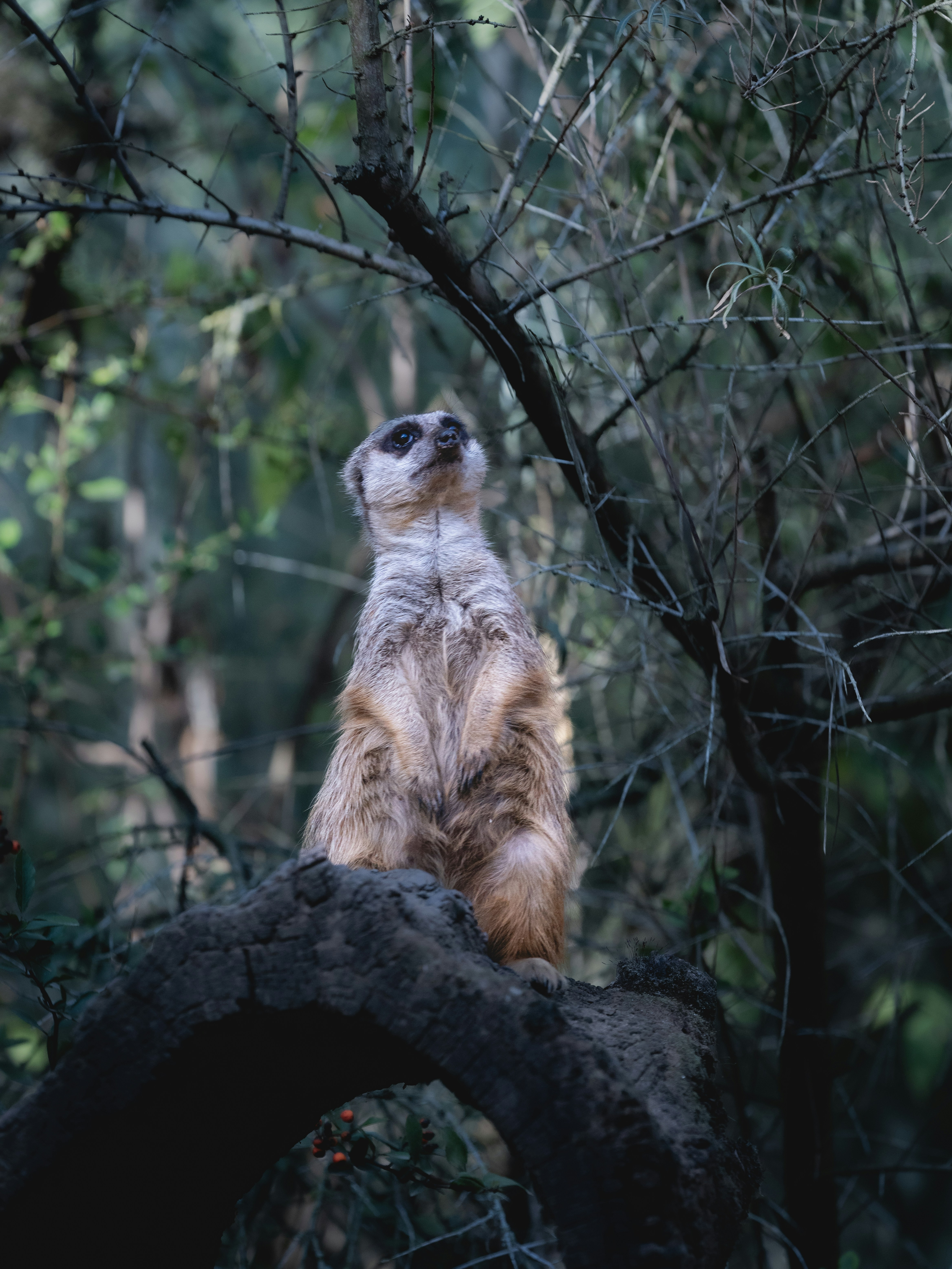 Meerkat perched on a tree branch looking up.