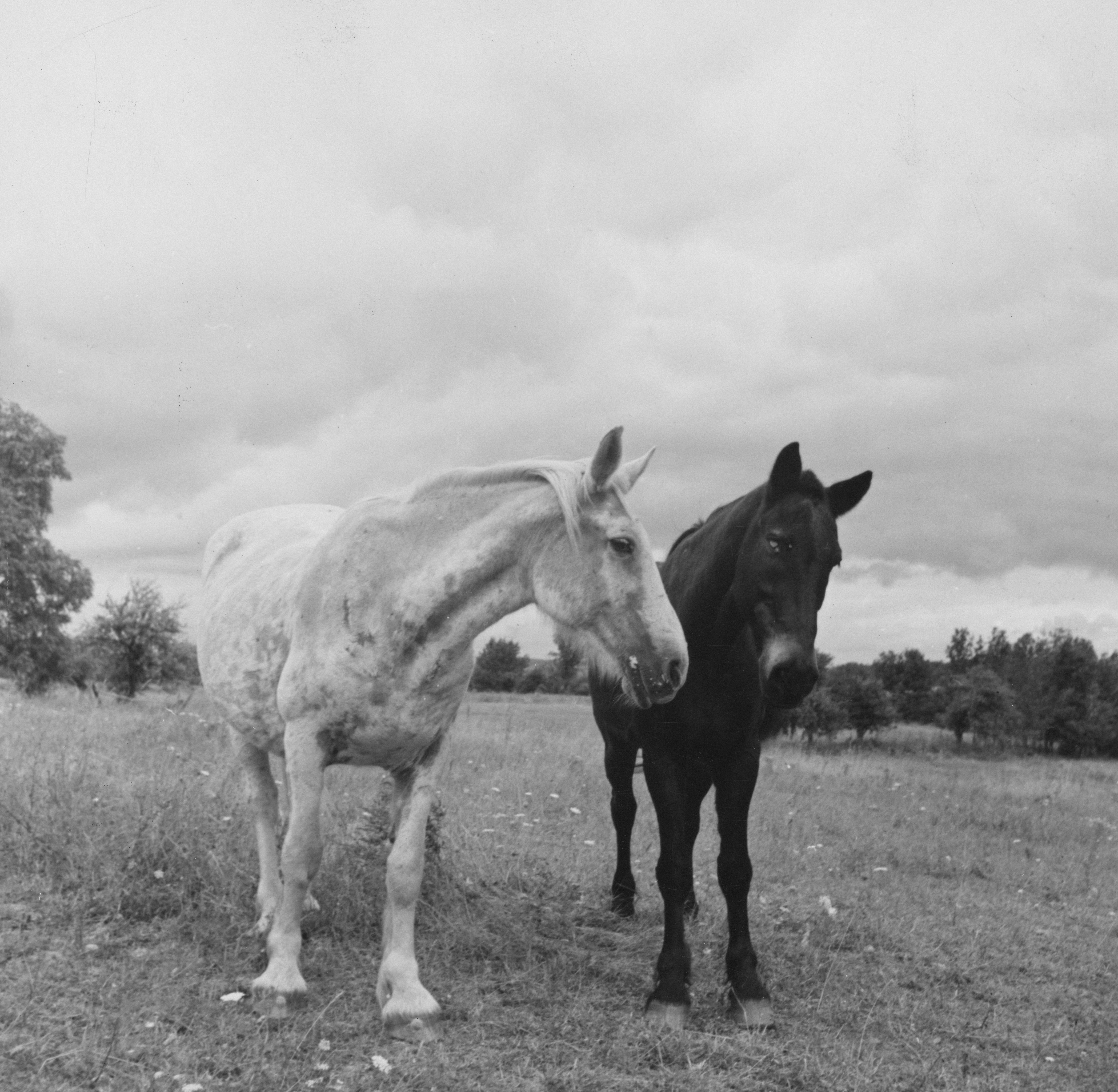 Photo by nypl
