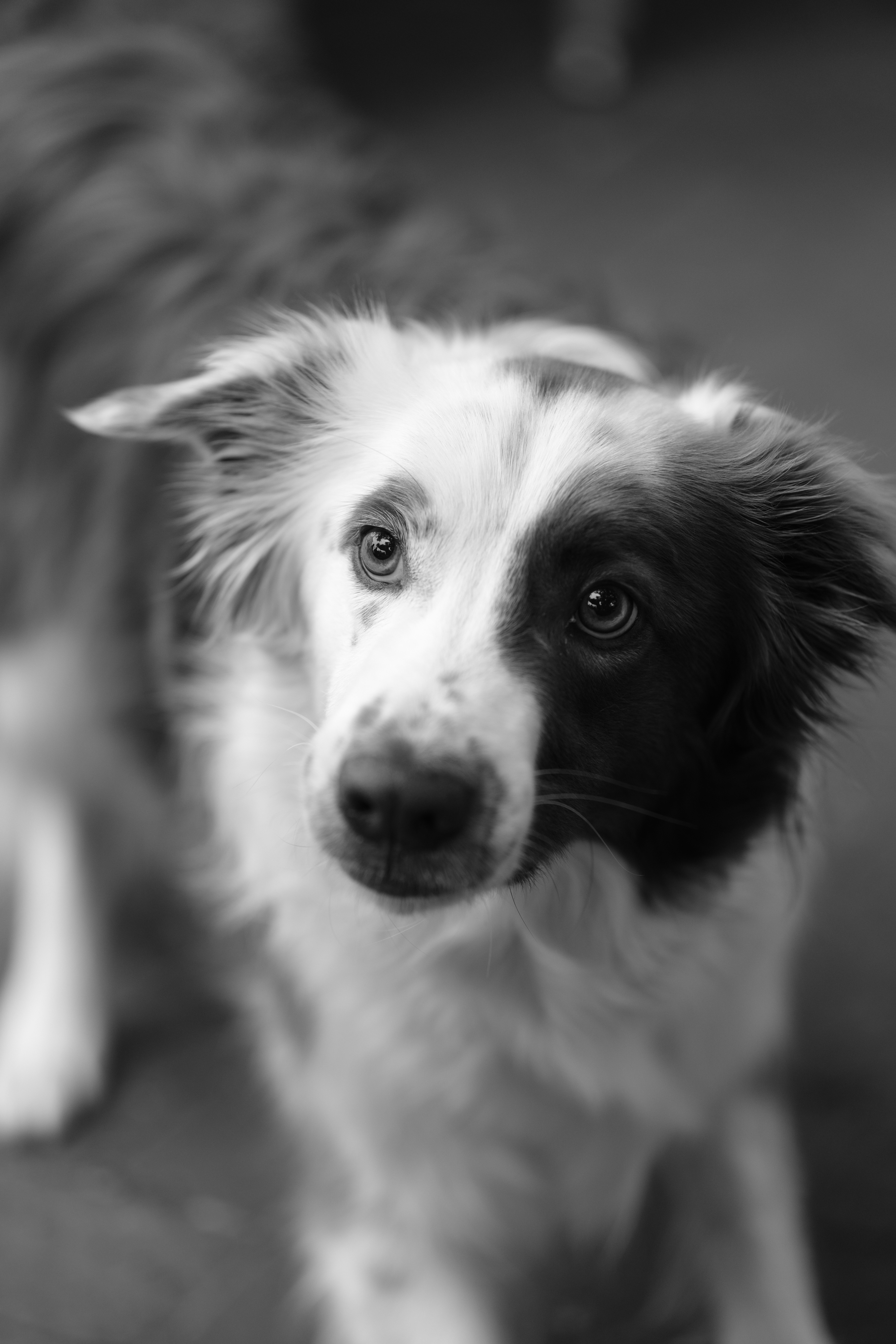 Black and white close-up of a border collie