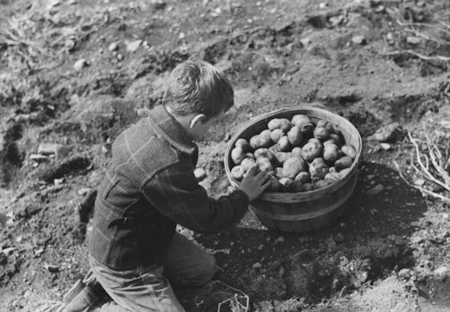 A boy harvests potatoes from the soil into a bucket.