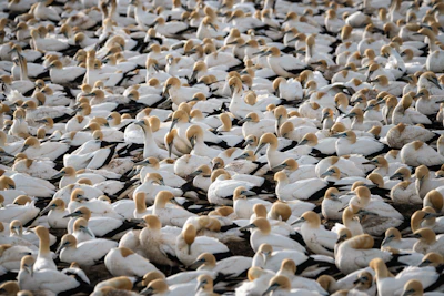 Australia Faces Ecological Crisis as Deadly H5N1 Bird Flu Hits Native Wildlife