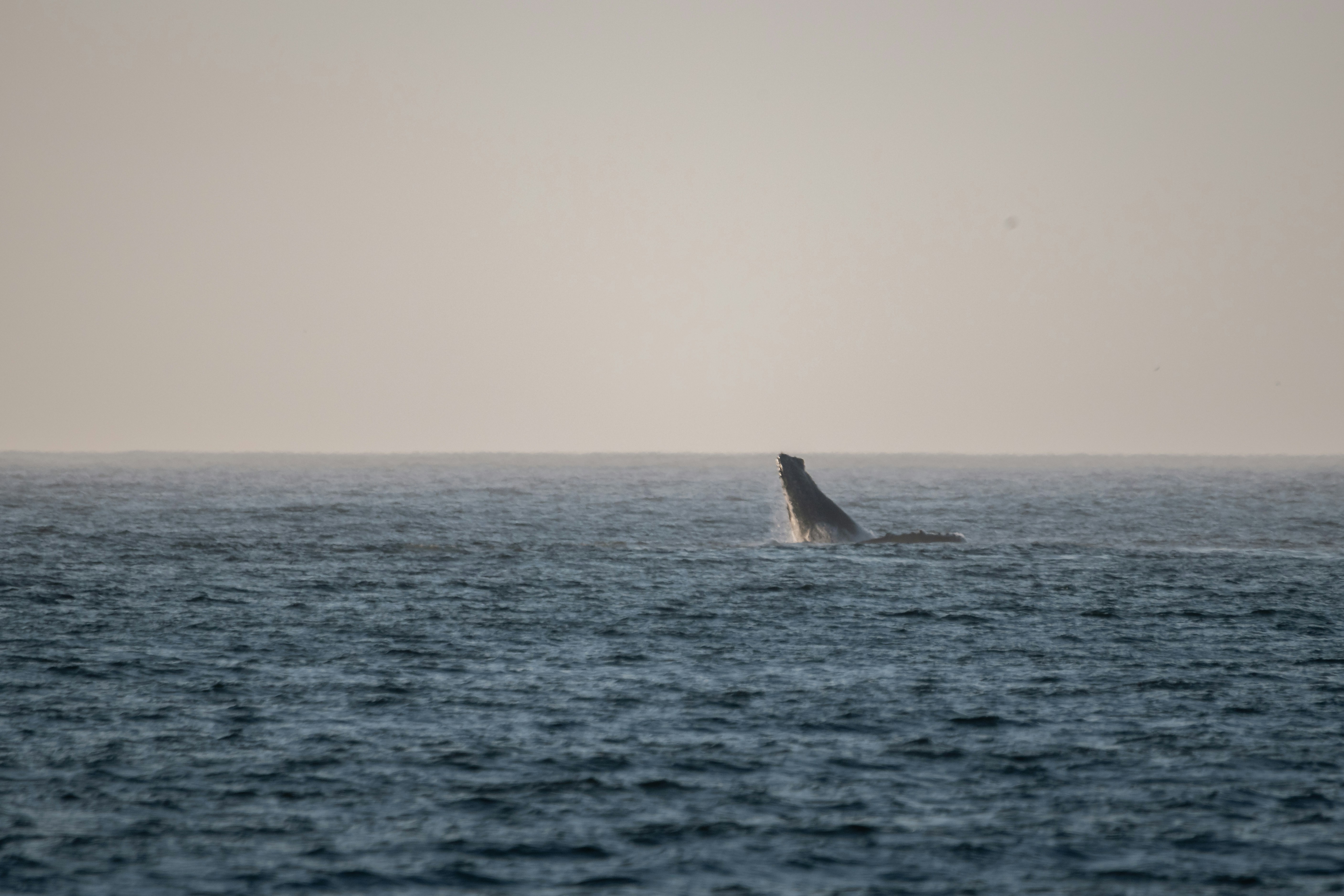 Whale watching boat near Kona Coast
