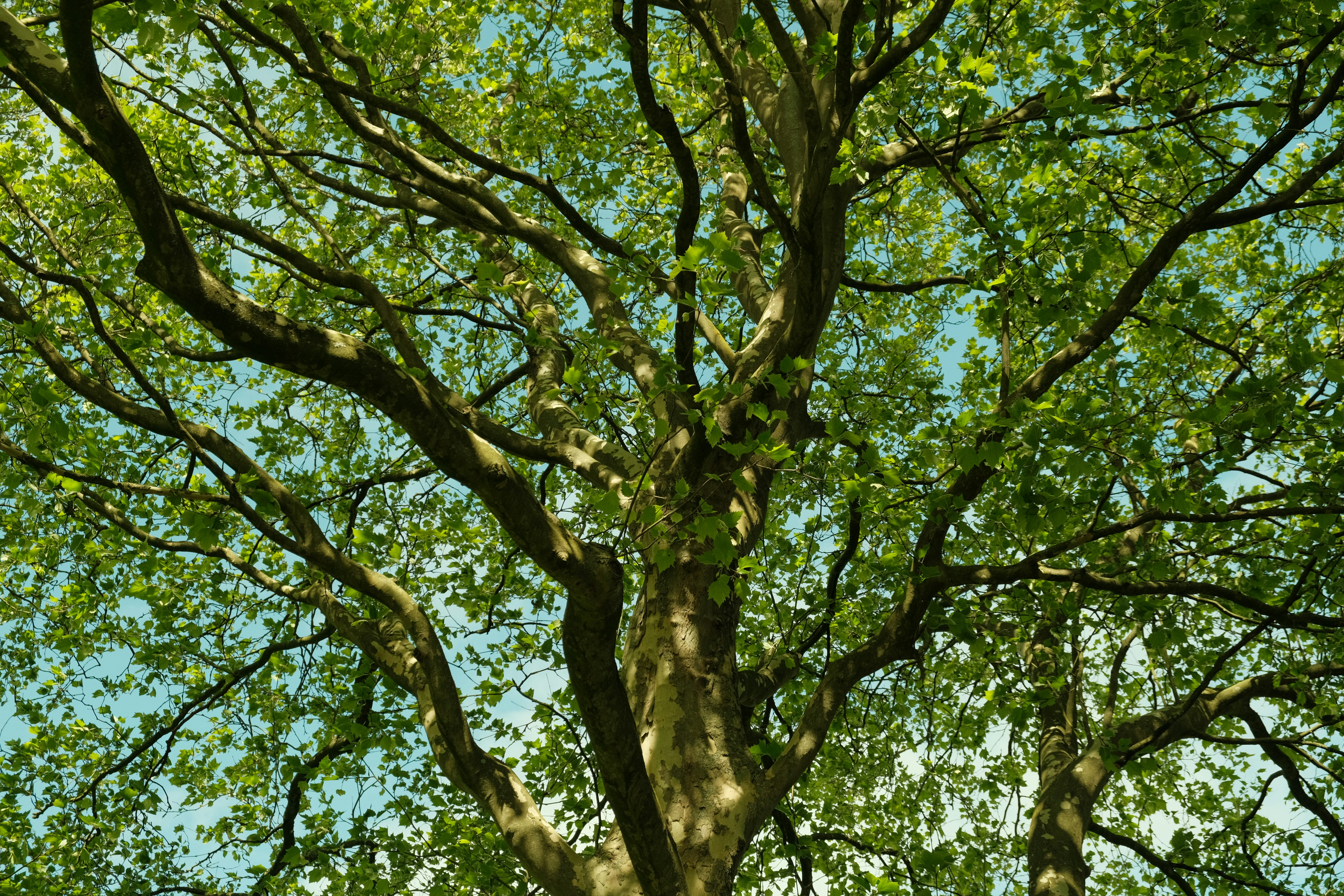 Photo by kyantijhuis