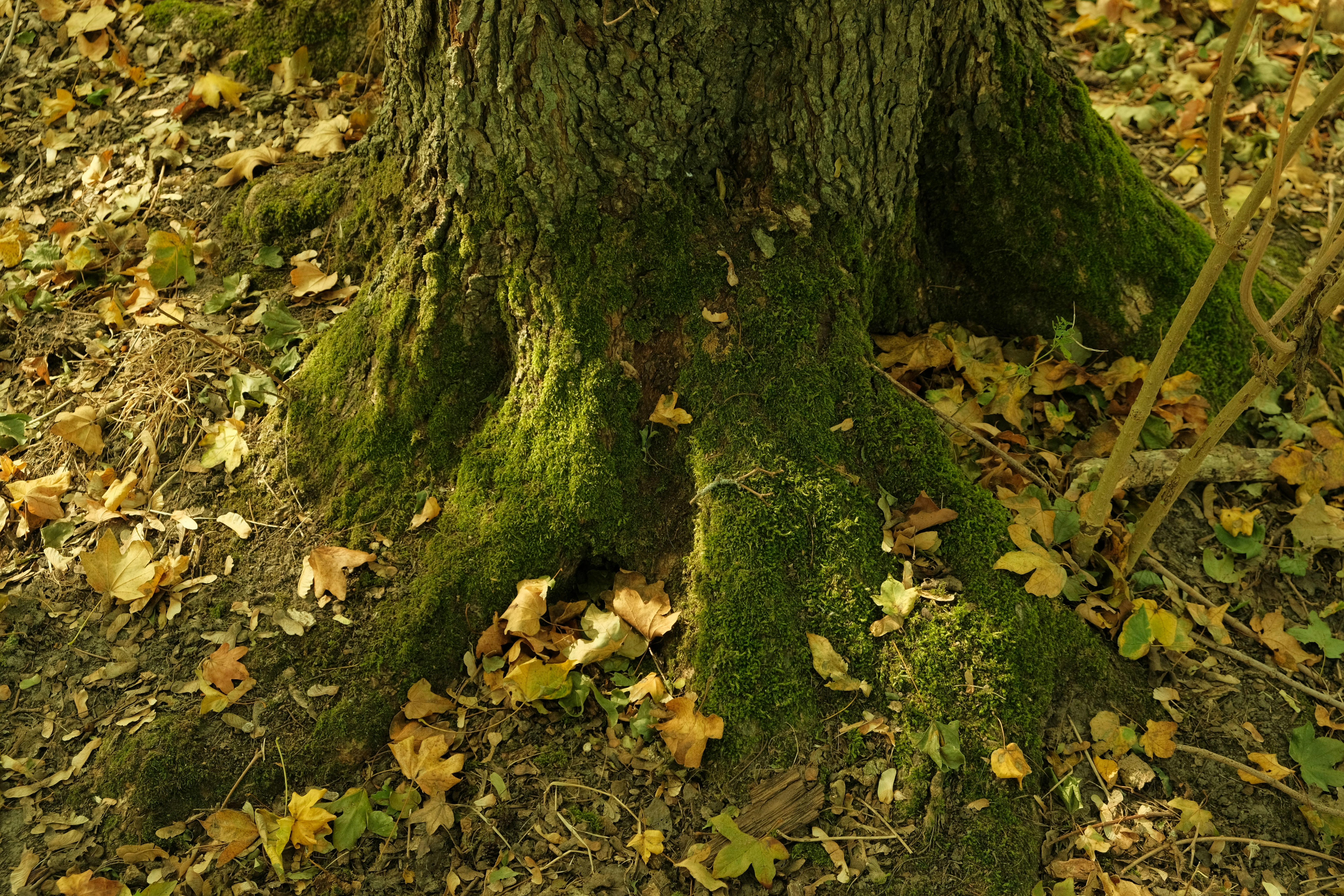 Photo by kyantijhuis