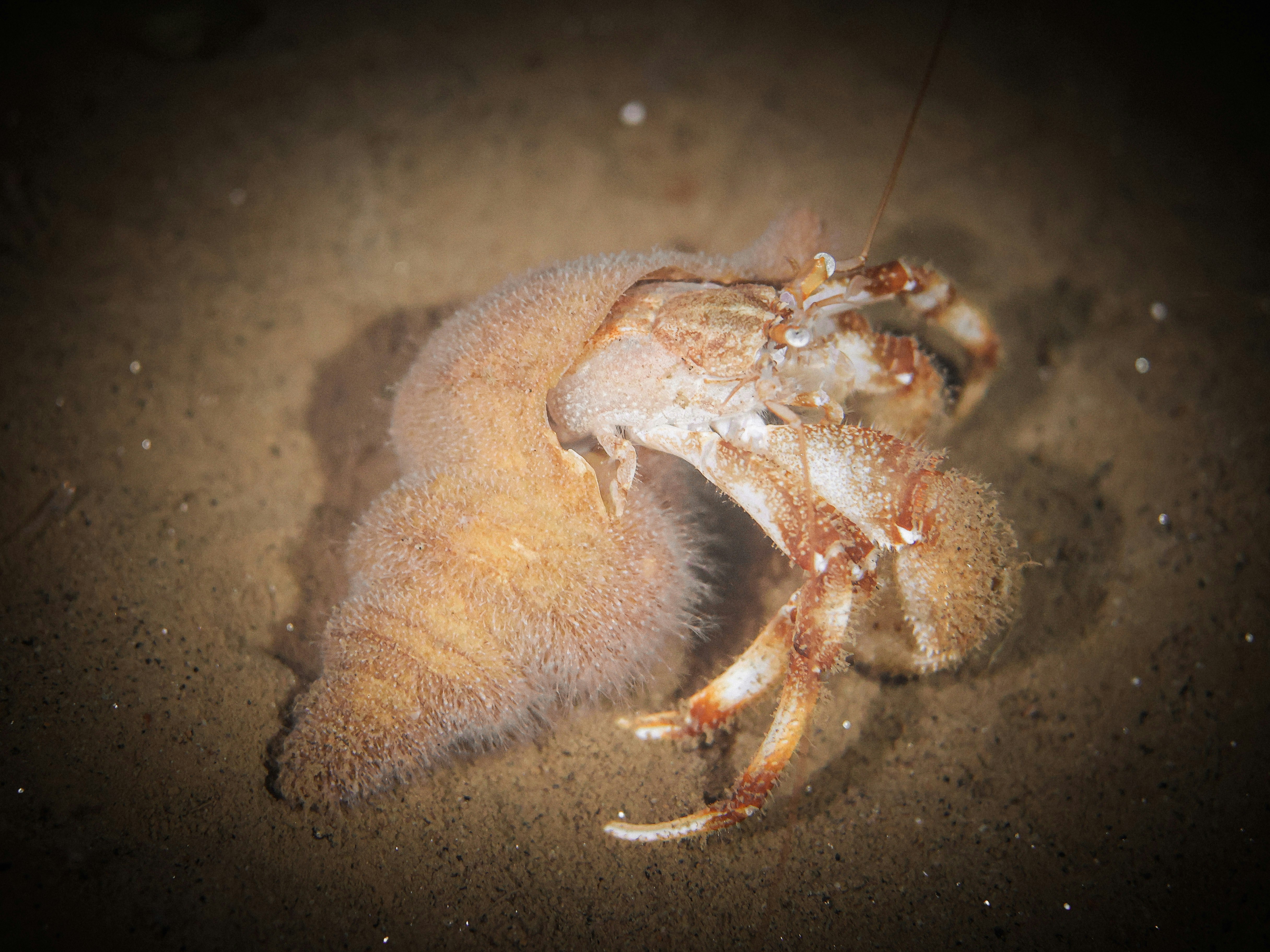 Naukowcy odkryli 24 nowe gatunki skorupiaków w Pacyfiku