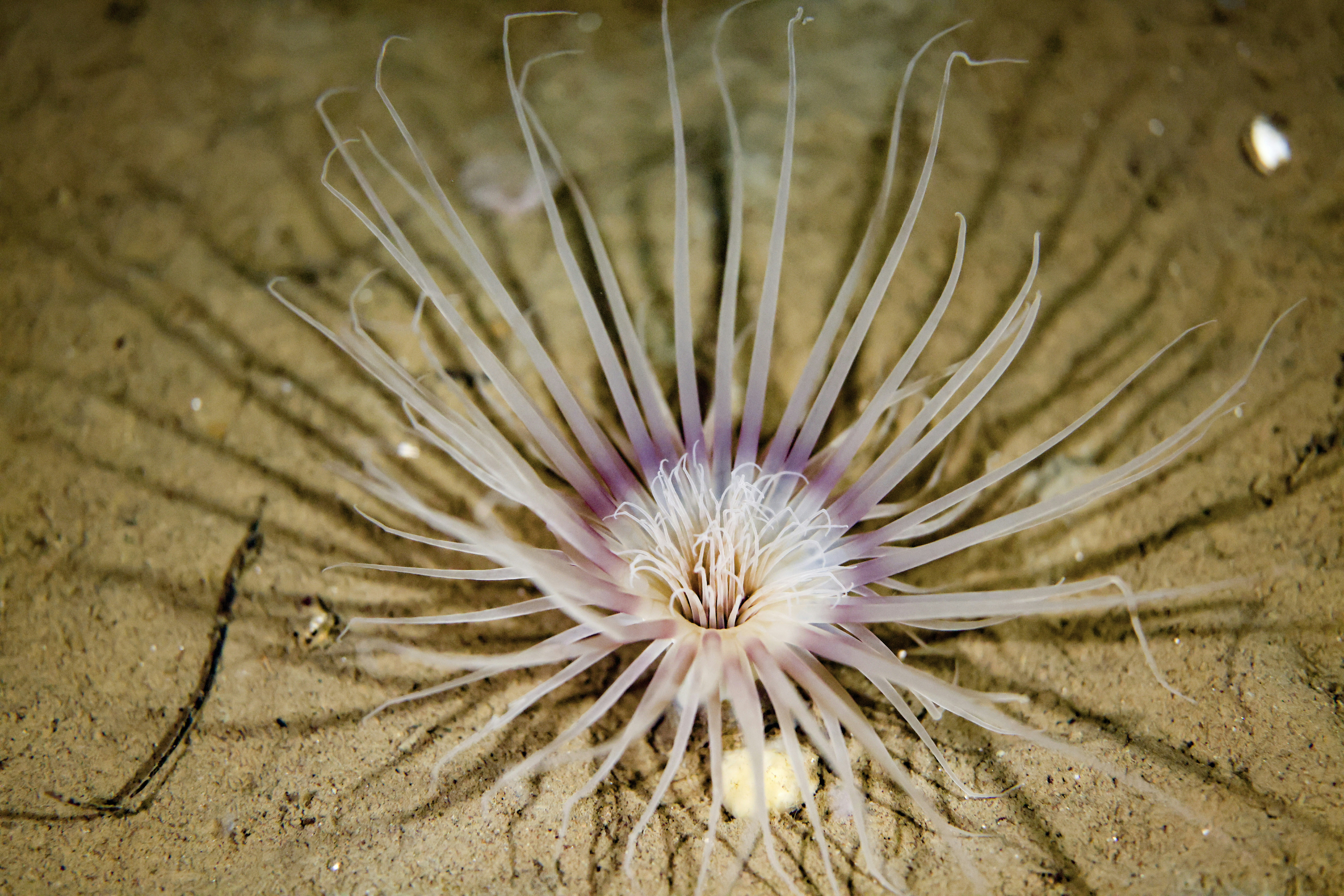 Sea anemone with long tentacles on sandy seabed