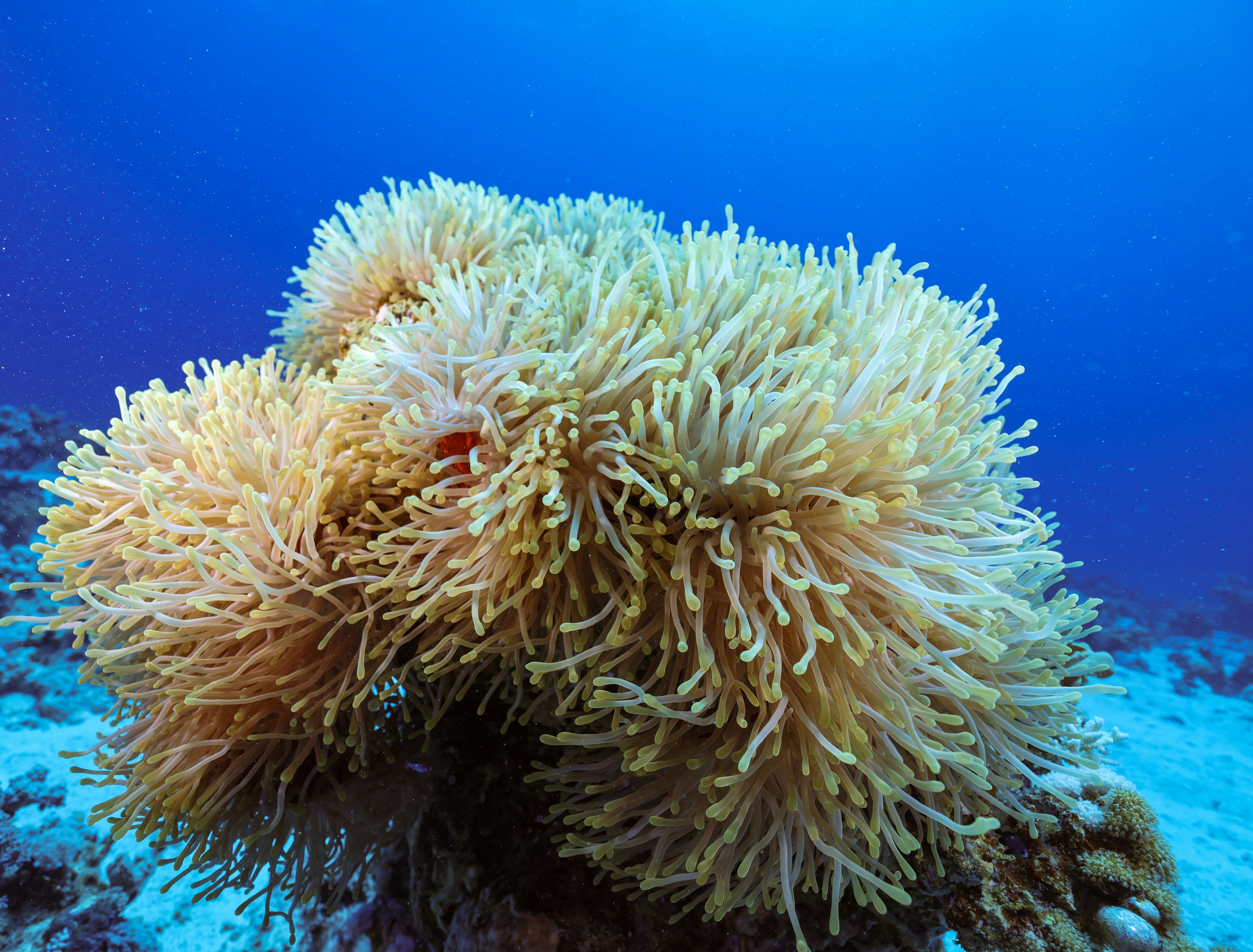 Close-up of a large anemone with small fish.