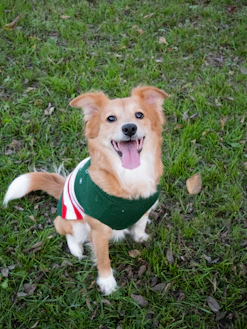 A happy dog wearing a green sweater sits on grass.