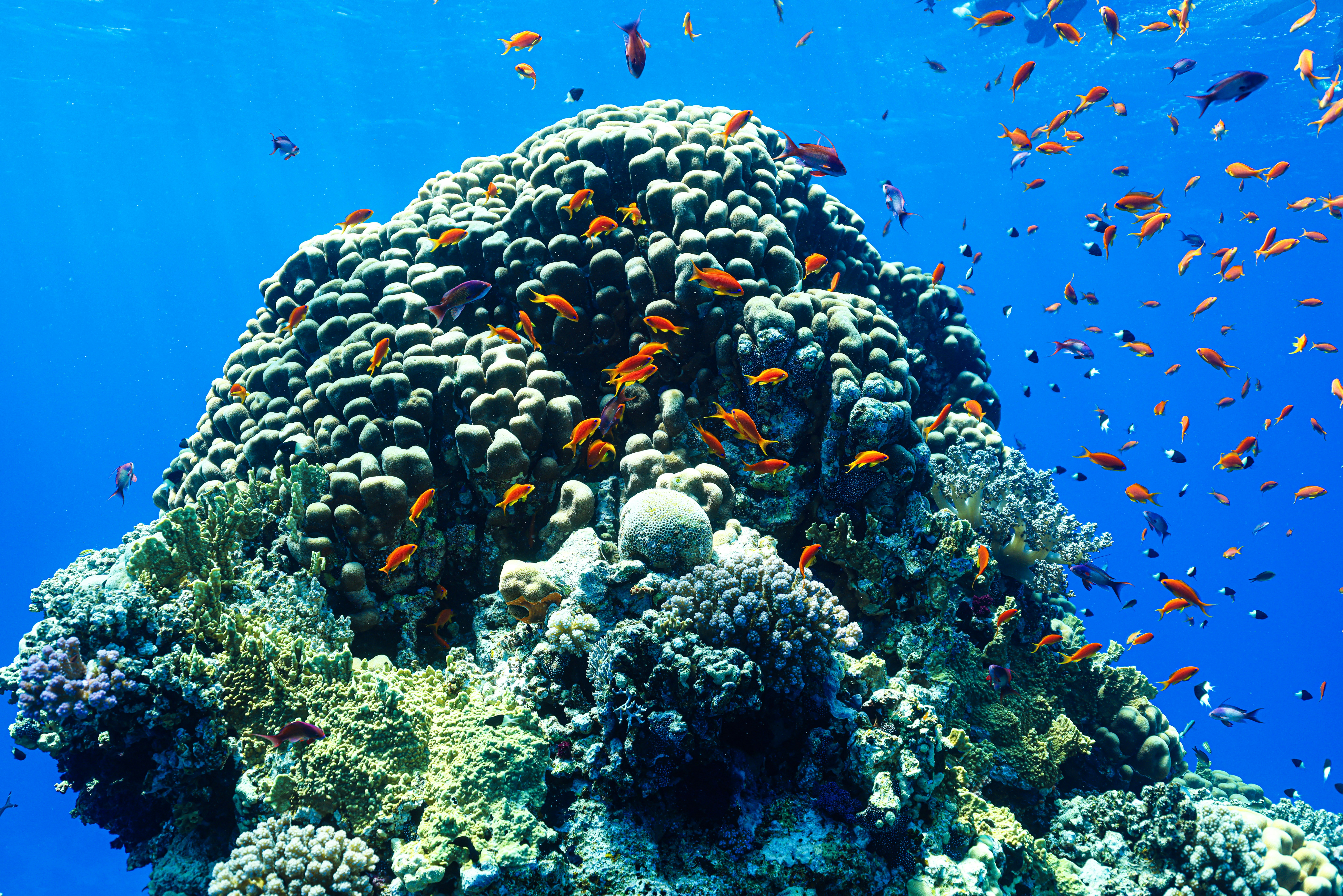 Coral reef teeming with small orange fish underwater.