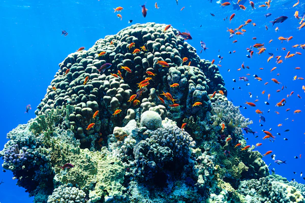 Safari Snorkeling