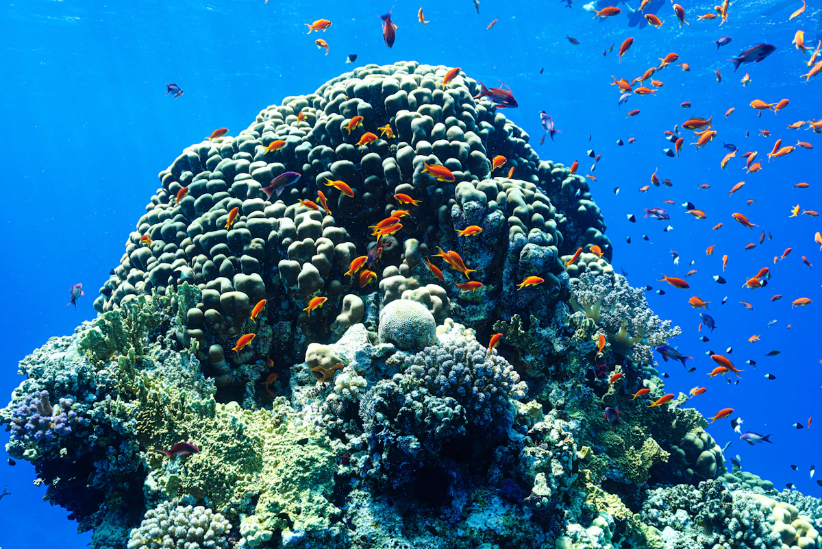 Vibrant coral reef