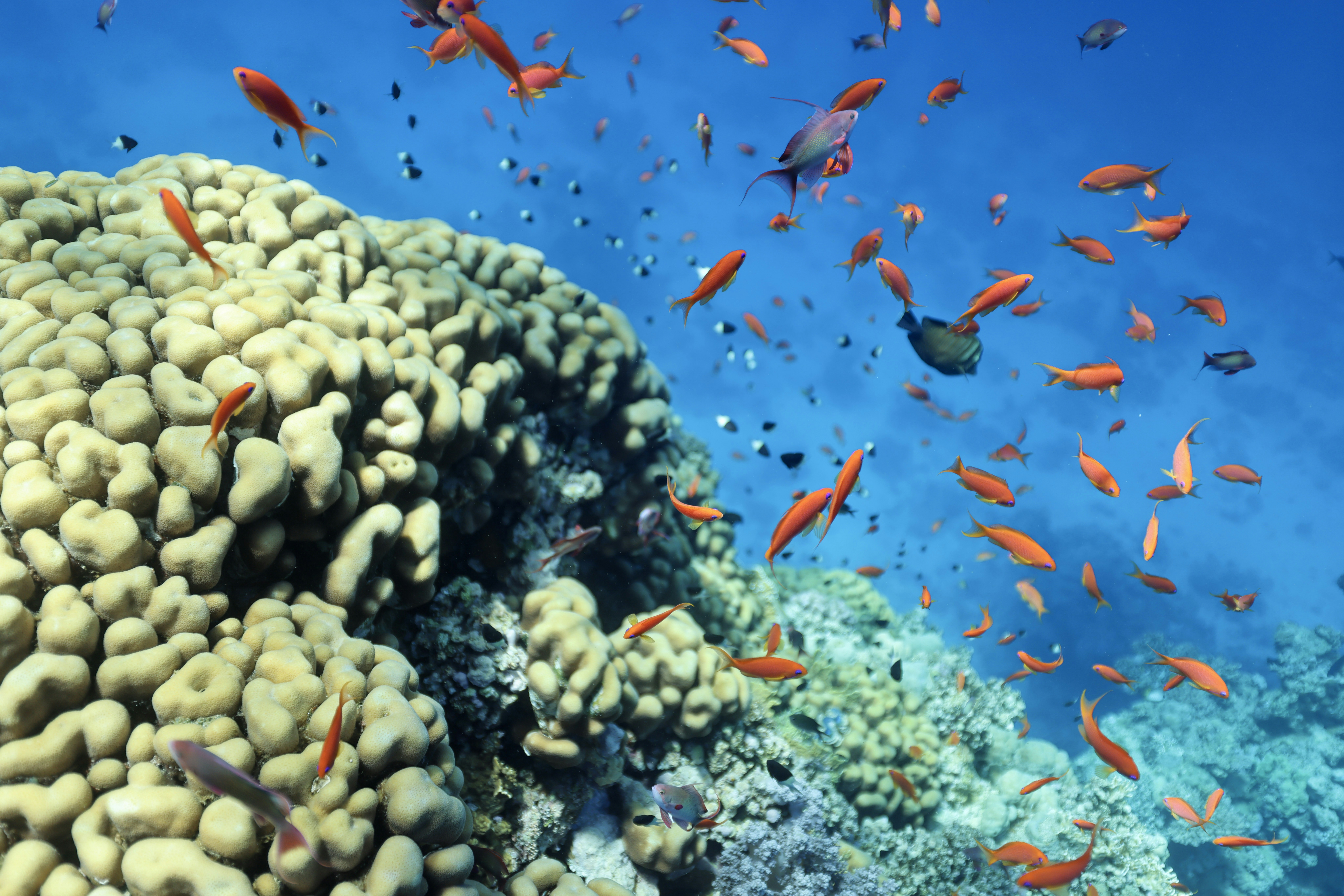 School of small fish swimming around coral reef