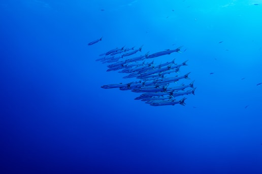 A school of barracuda swims in the deep blue ocean.