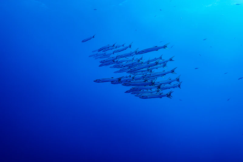 Great Barracuda (Sphyraena barracuda)