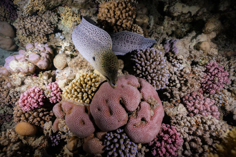 Snorkeling malam hari melihat biota laut menyala di kegelapan Indonesia