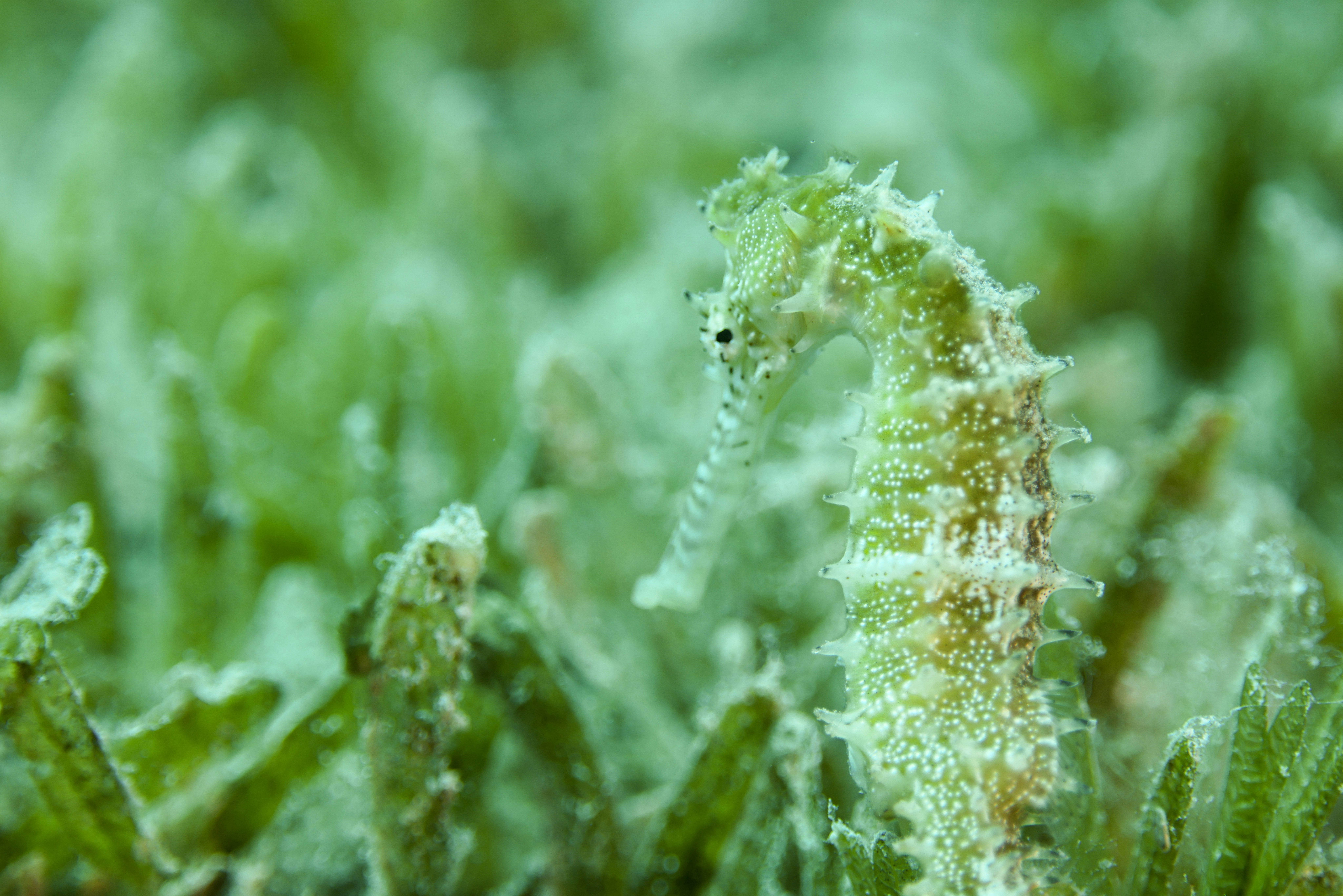 A seahorse camouflaged in green seagrass underwater.