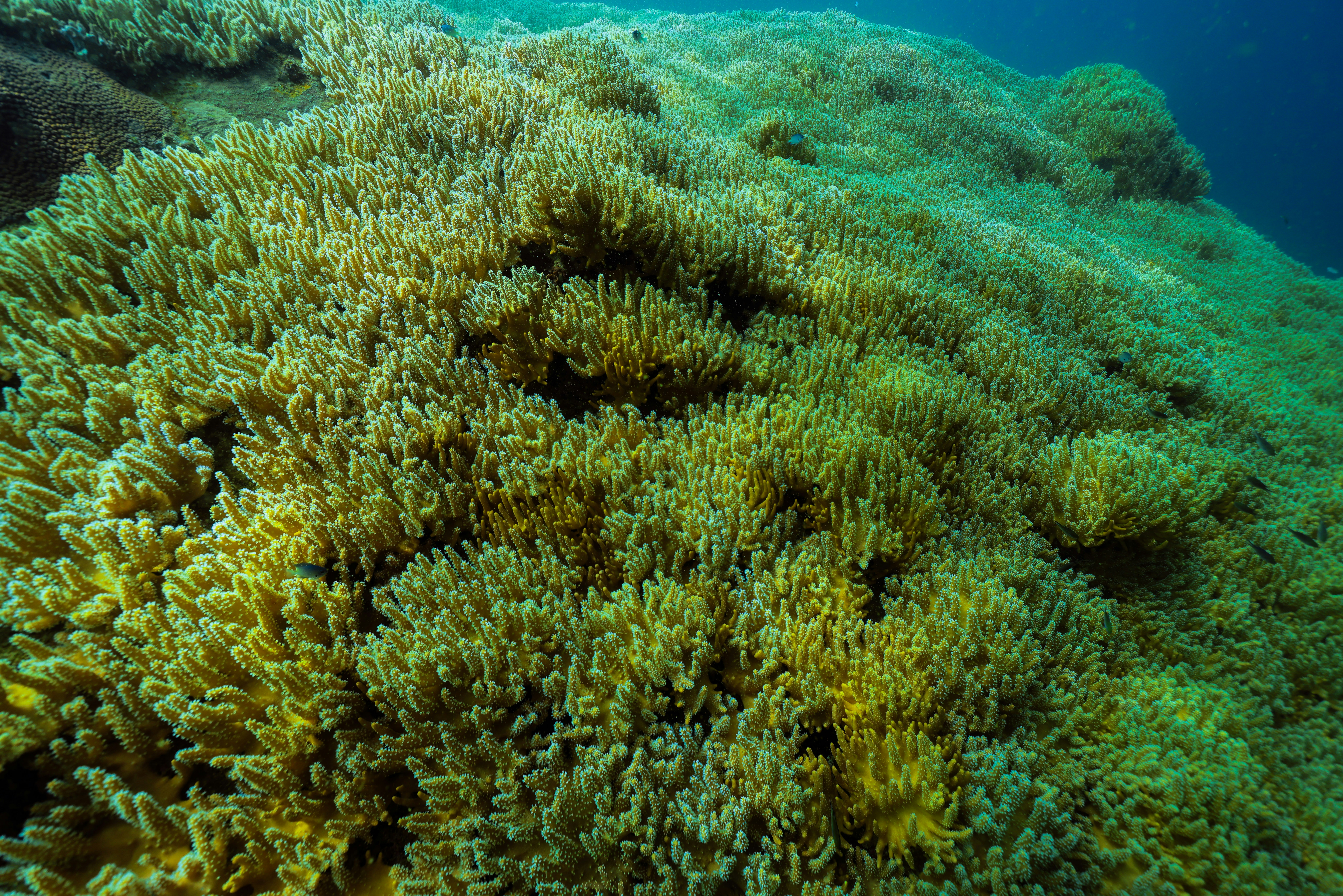 Close-up of a vibrant coral reef underwater