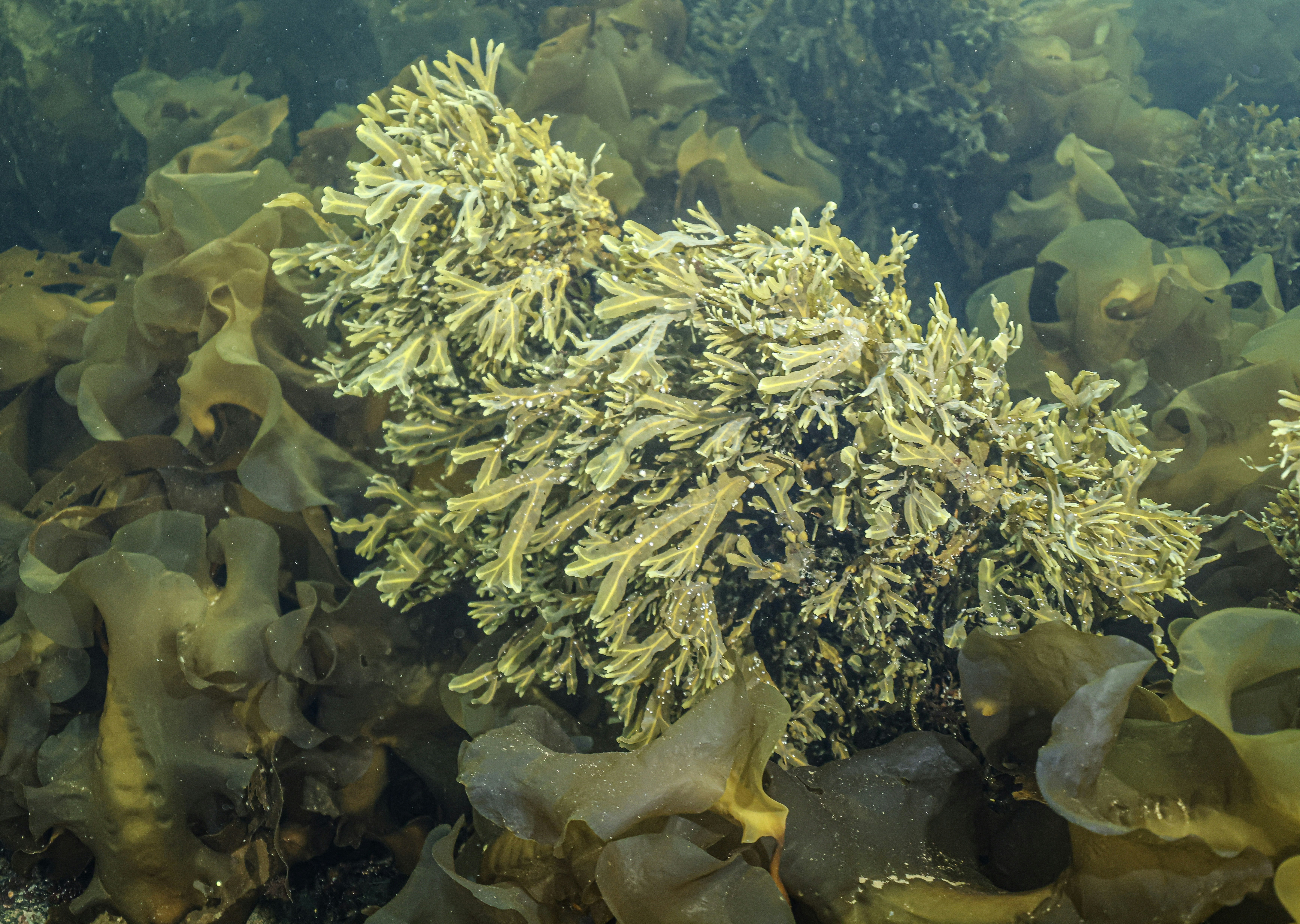 Underwater scene with various types of seaweed and kelp.