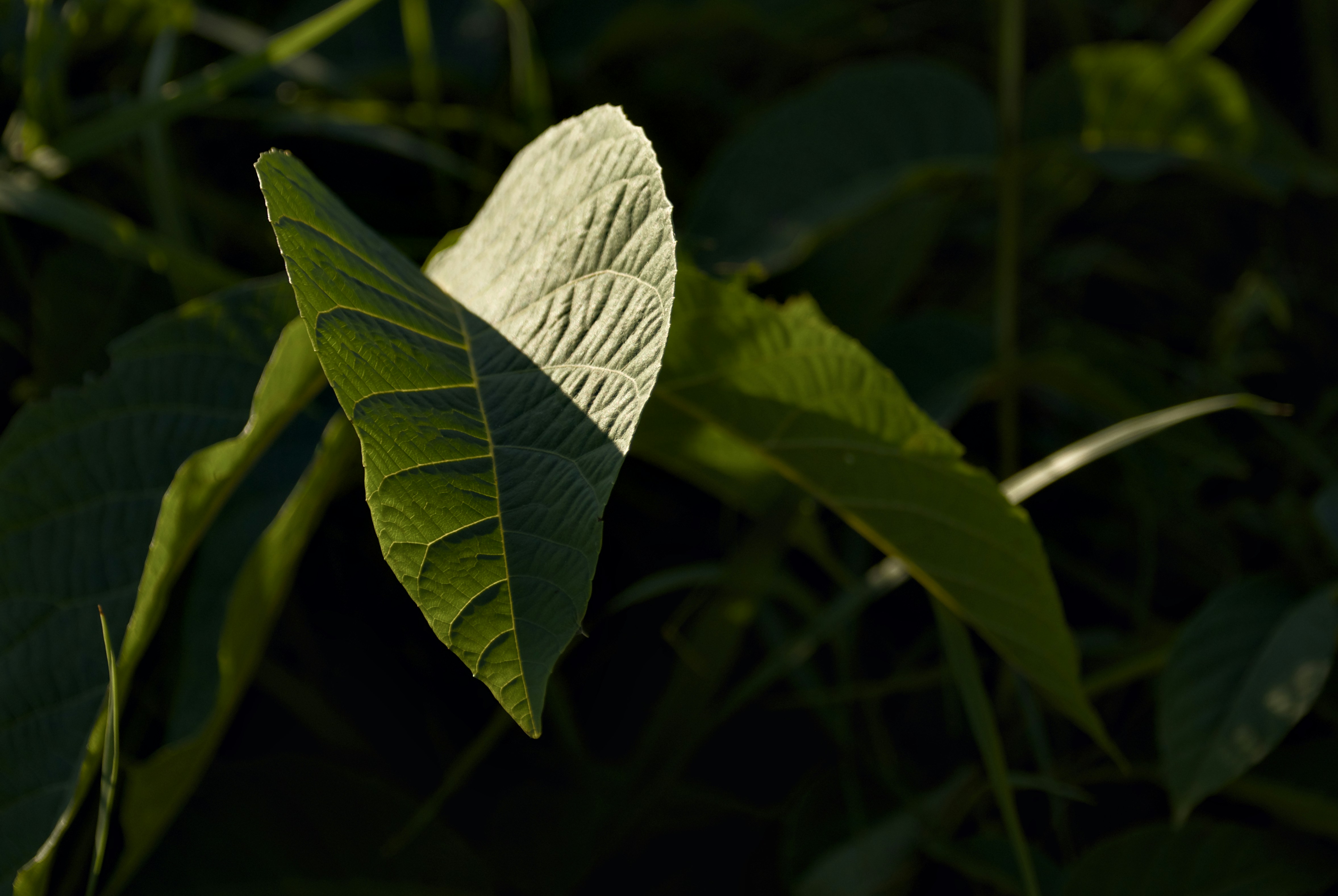 Sunlight illuminating a green leaf in nature