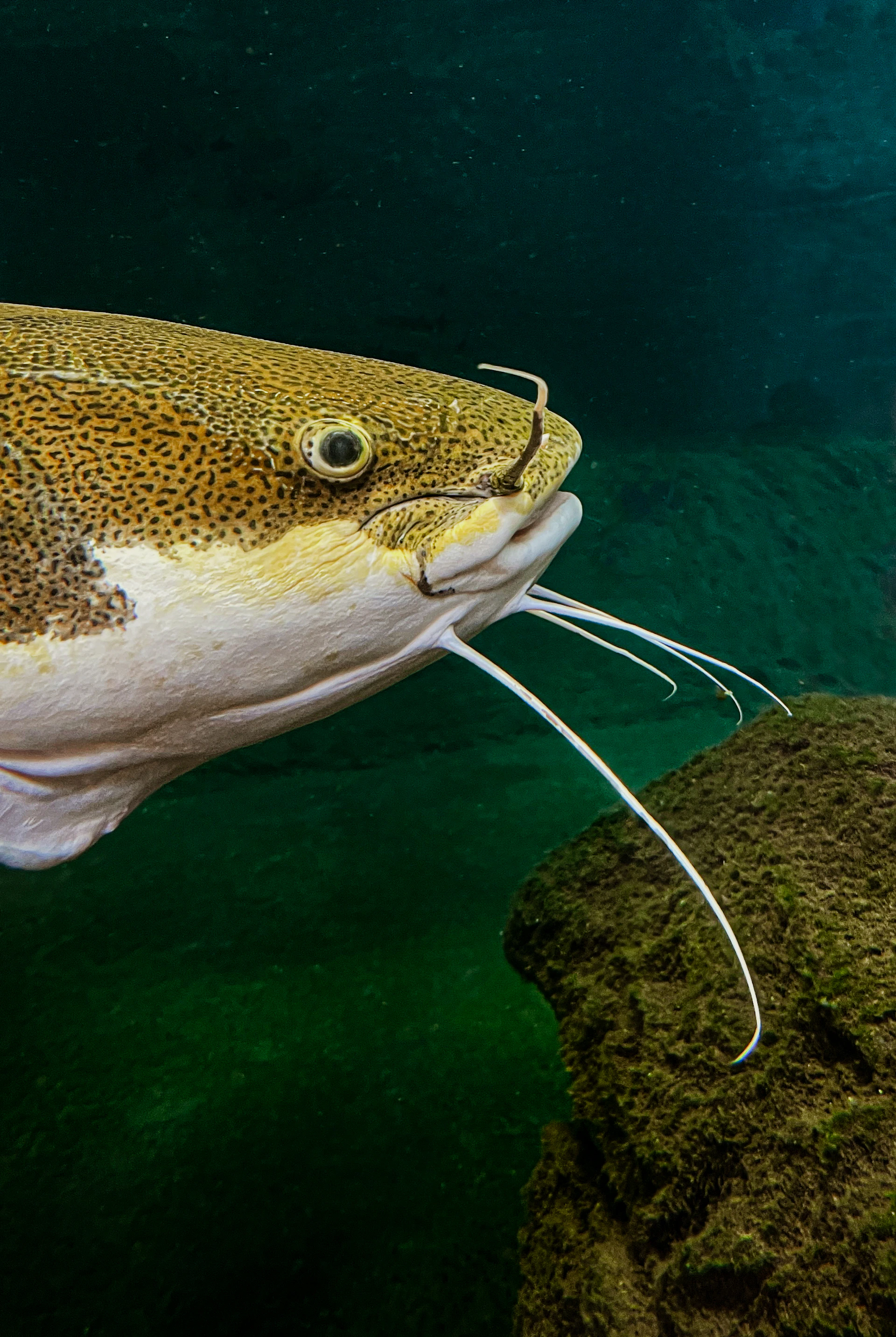 A close-up of a catfish with long whiskers