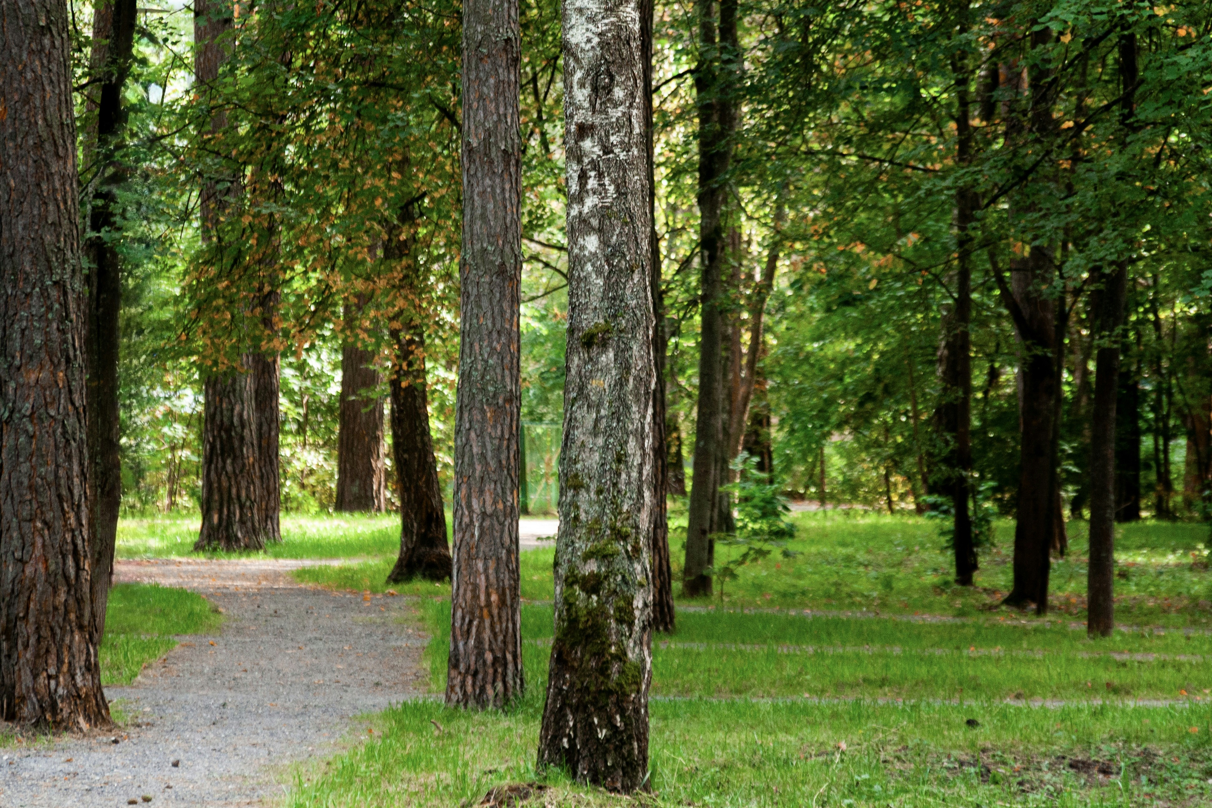 A winding path through a lush green forest.