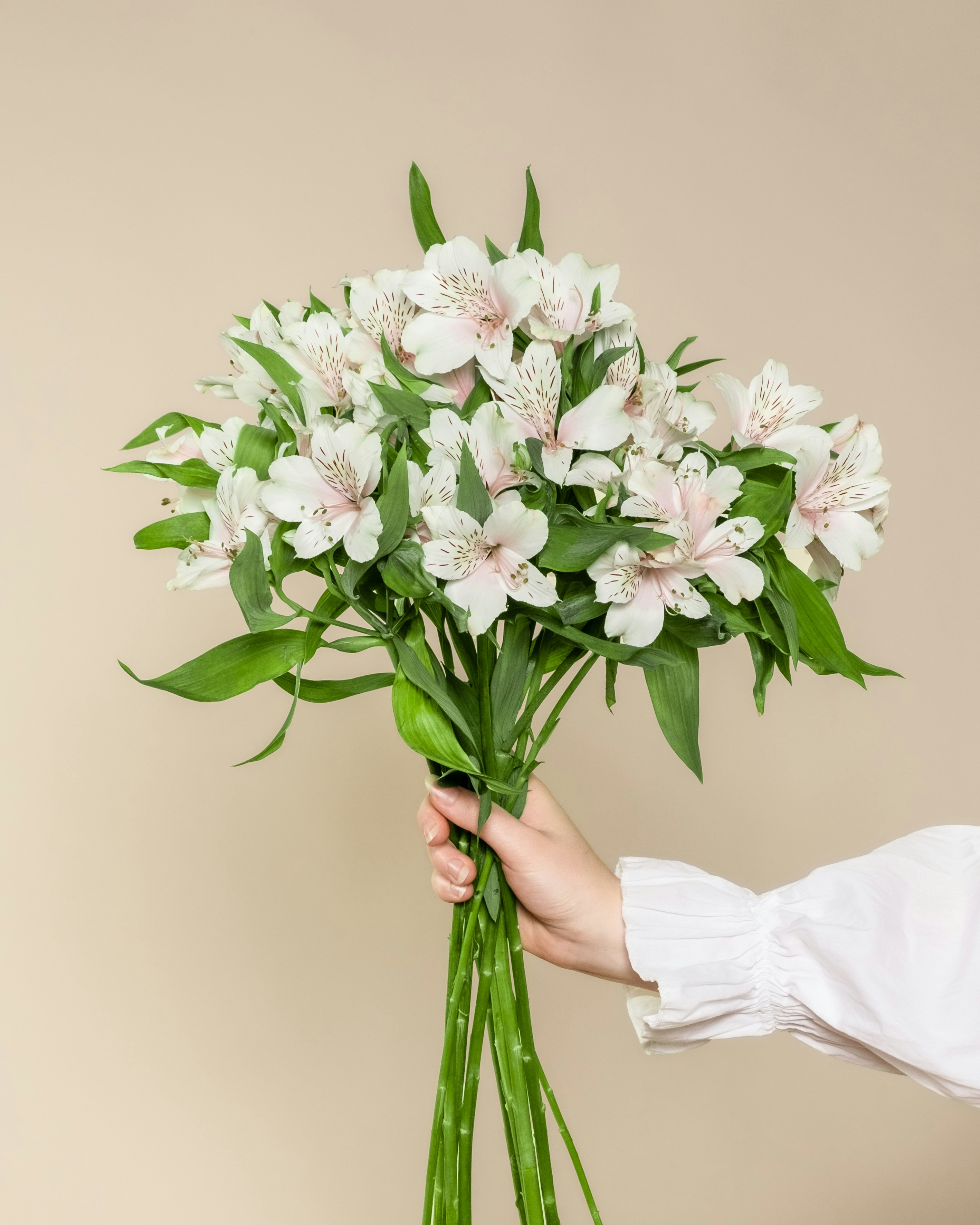 Hand holding a bouquet of white alstroemeria flowers