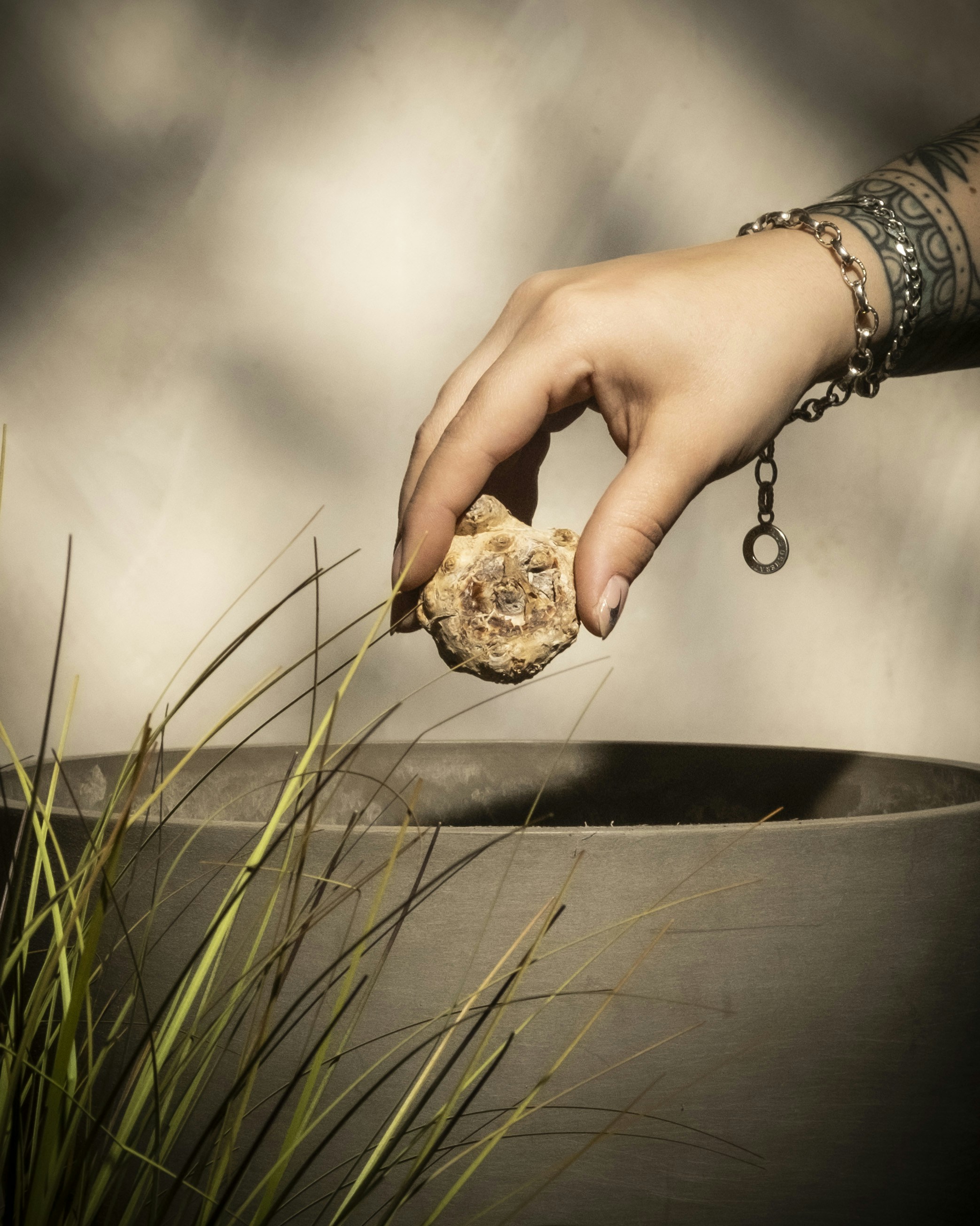 Legen Sie den Trüffel von Hand in einen großen Topf mit Gras.