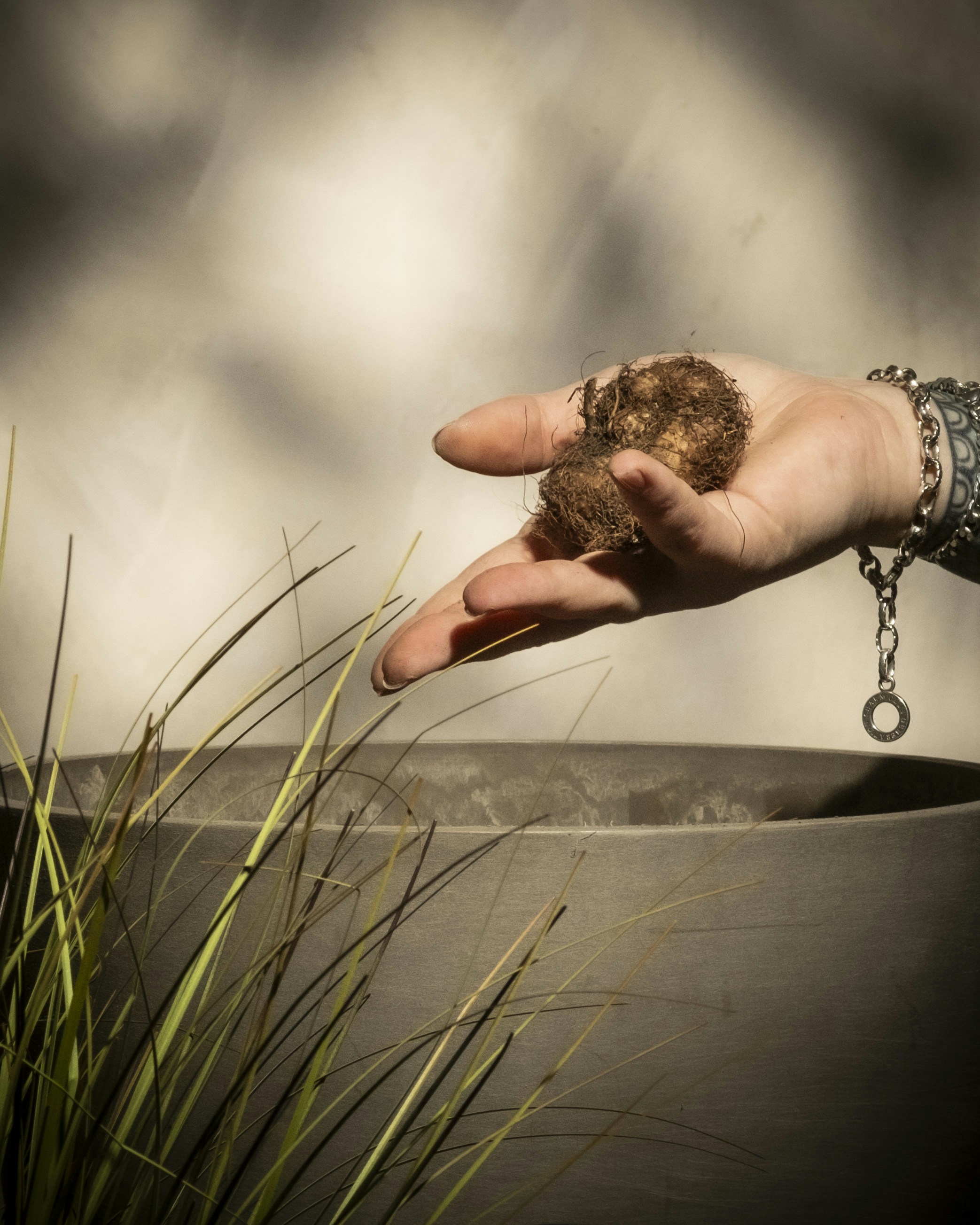 Hand holding a bulb over a planter