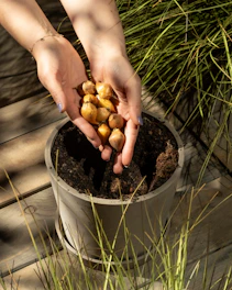 Hands holding bulbs over a pot of soil